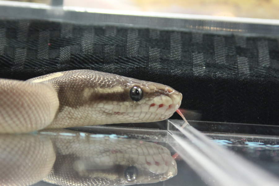 Tamron AF 28-200mm F3.8-5.6 XR Di Aspherical (IF) Macro sample photo. Repticon photography
