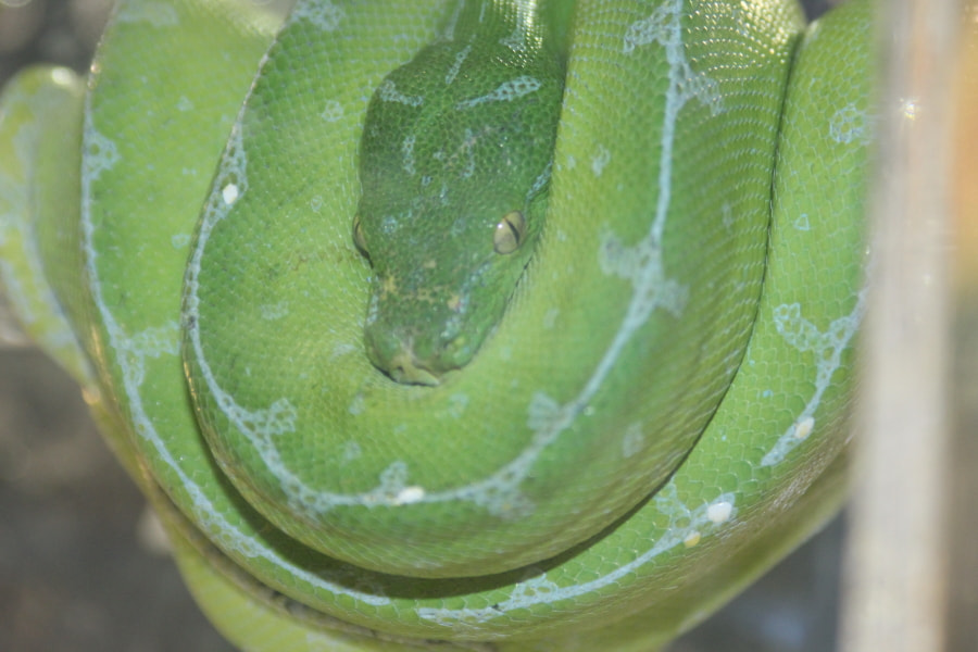 Tamron AF 28-200mm F3.8-5.6 XR Di Aspherical (IF) Macro sample photo. Repticon photography