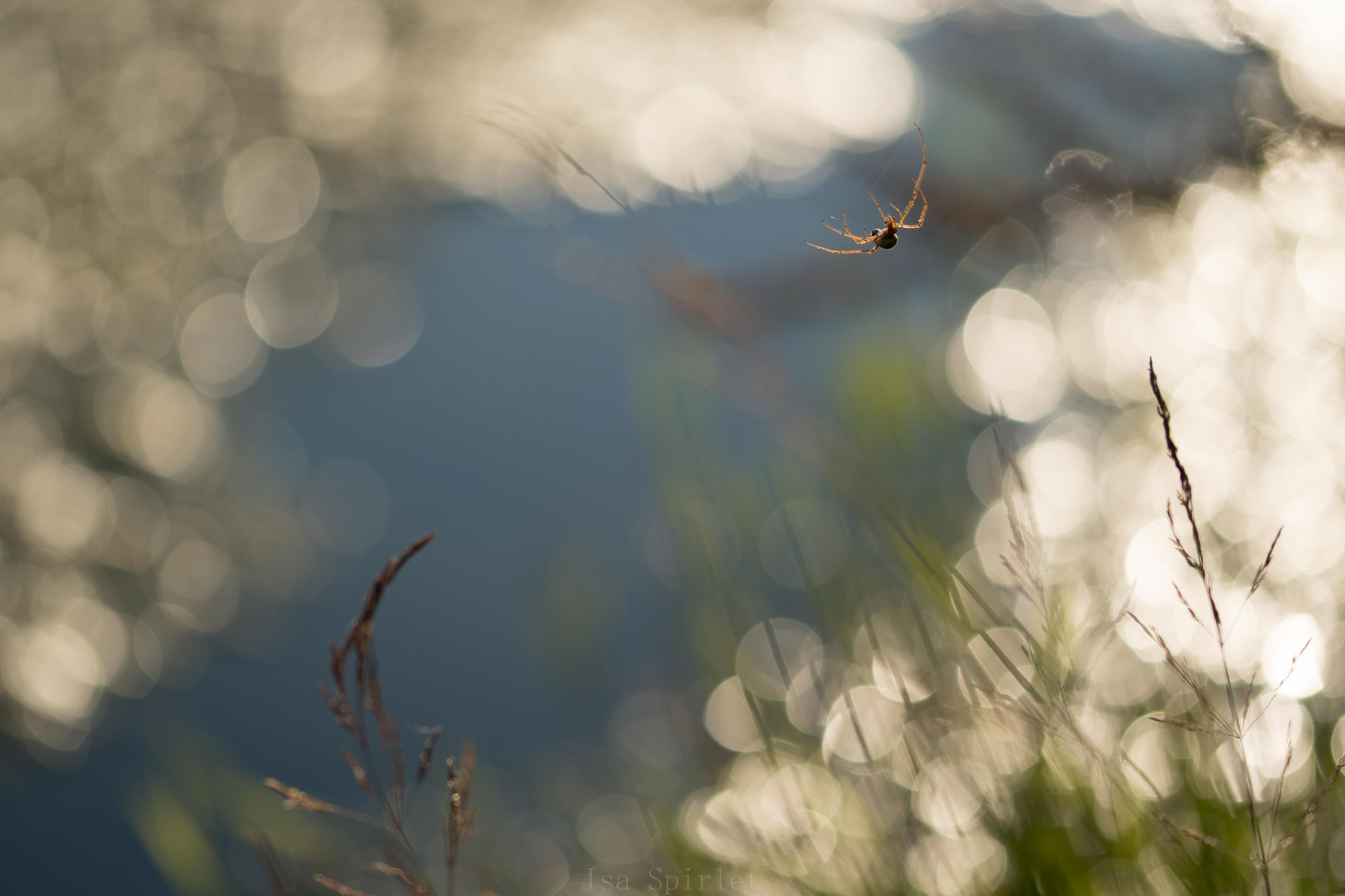 Sigma 105mm F2.8 EX DG OS HSM sample photo. Spider photography