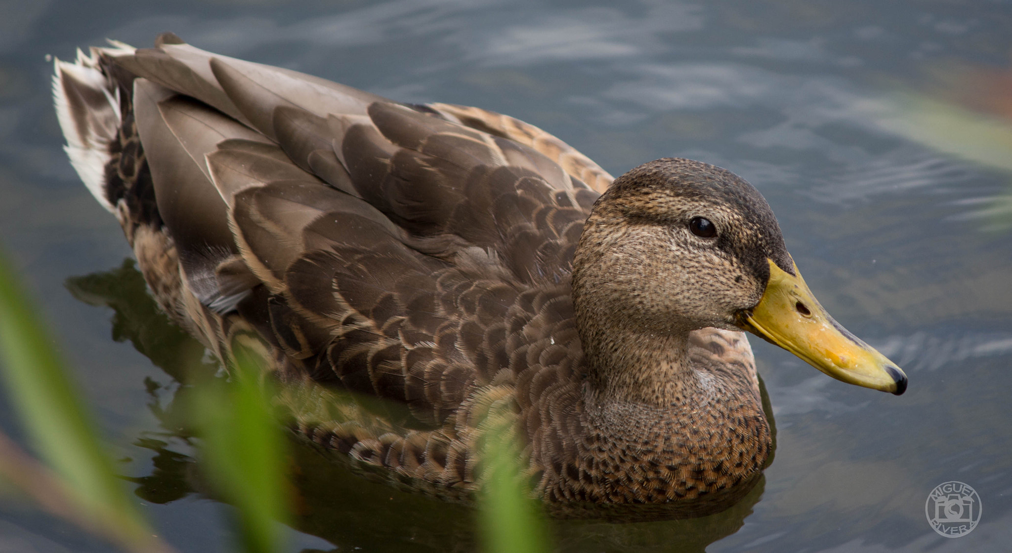 Canon EOS 100D (EOS Rebel SL1 / EOS Kiss X7) sample photo. Duck photography