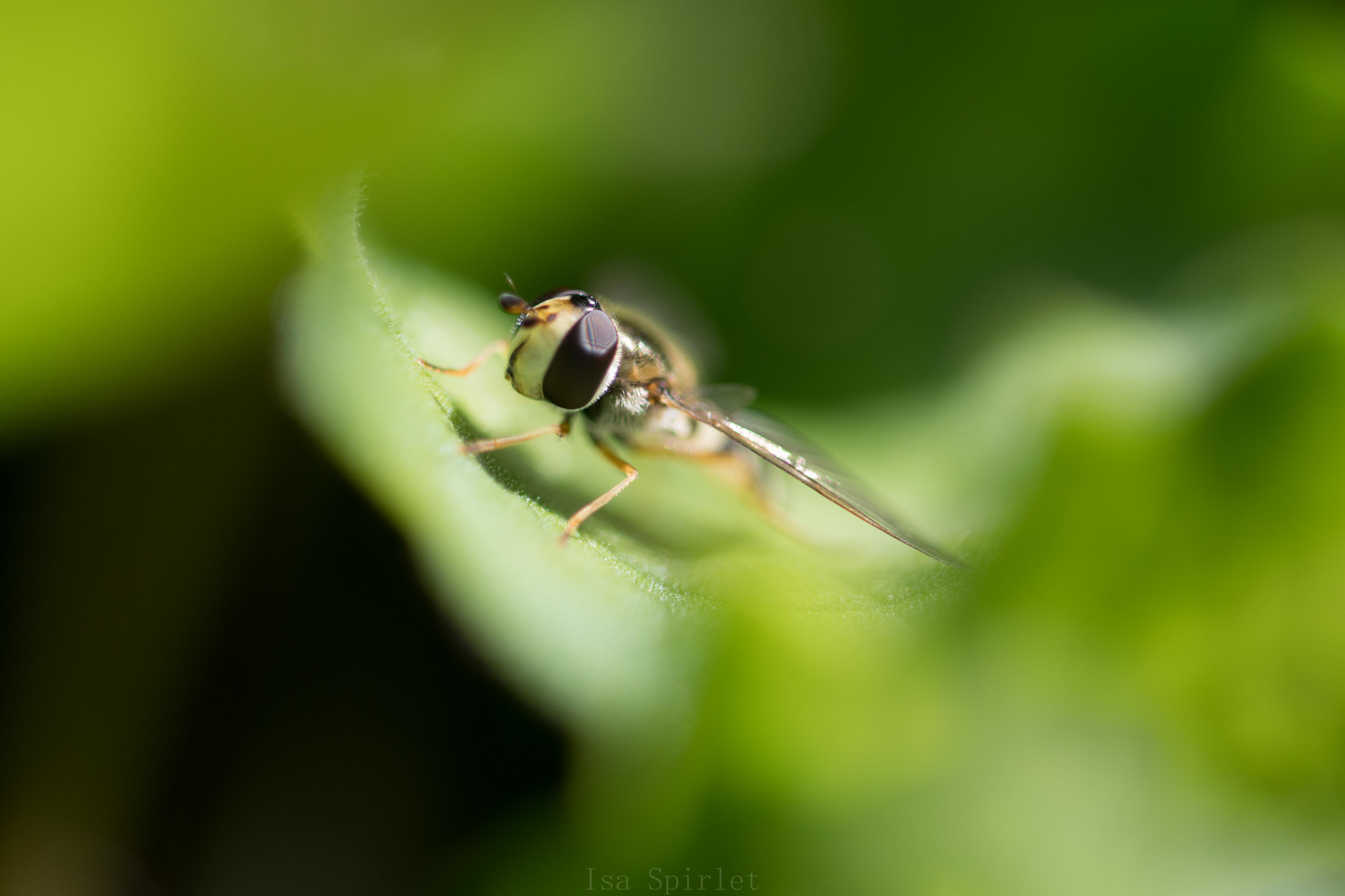 Sigma 105mm F2.8 EX DG OS HSM sample photo. Dsc_0557.jpg photography