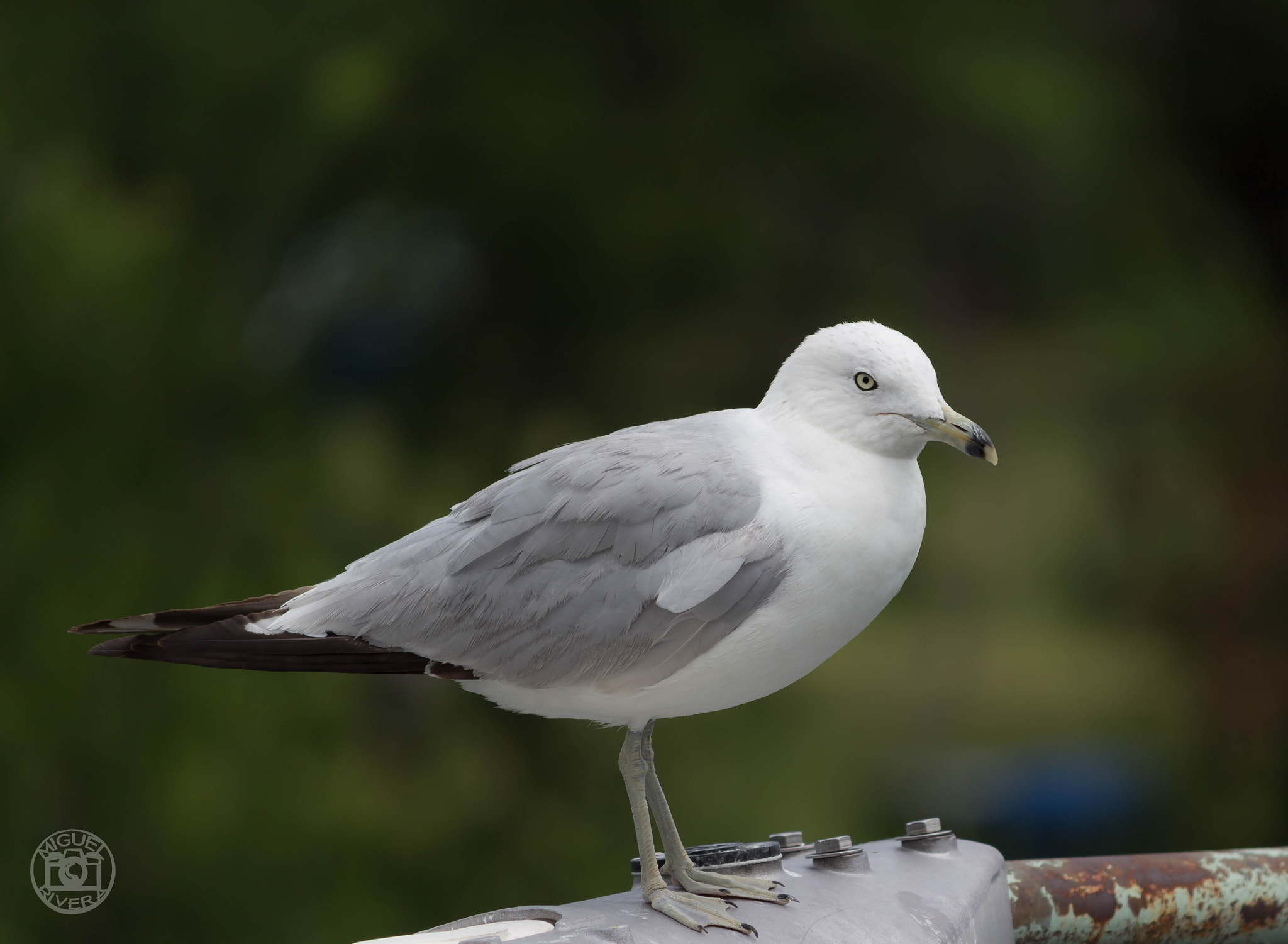 Canon EOS 100D (EOS Rebel SL1 / EOS Kiss X7) sample photo. Seagull photography