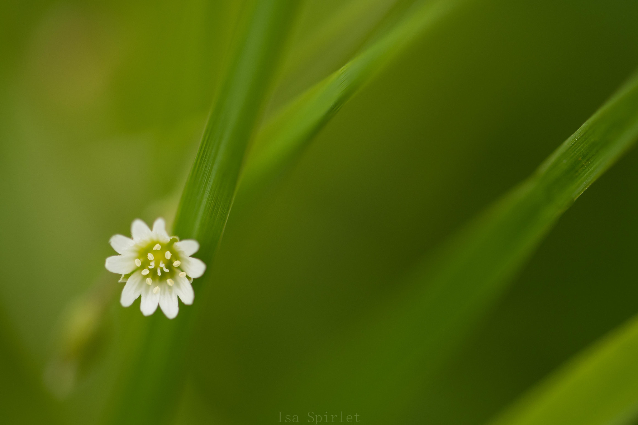 Sigma 105mm F2.8 EX DG OS HSM sample photo. Dsc_1251.jpg photography