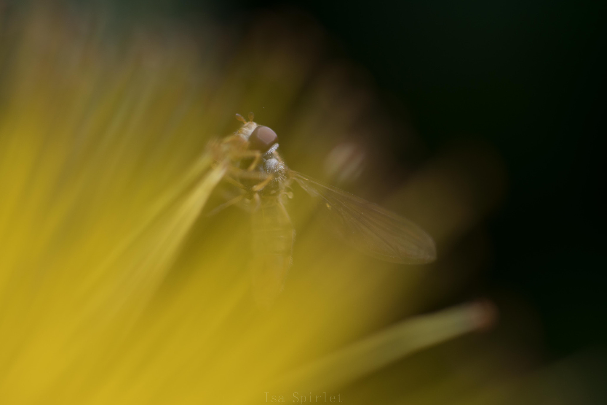 Sigma 105mm F2.8 EX DG OS HSM sample photo. Dsc_0535.jpg photography