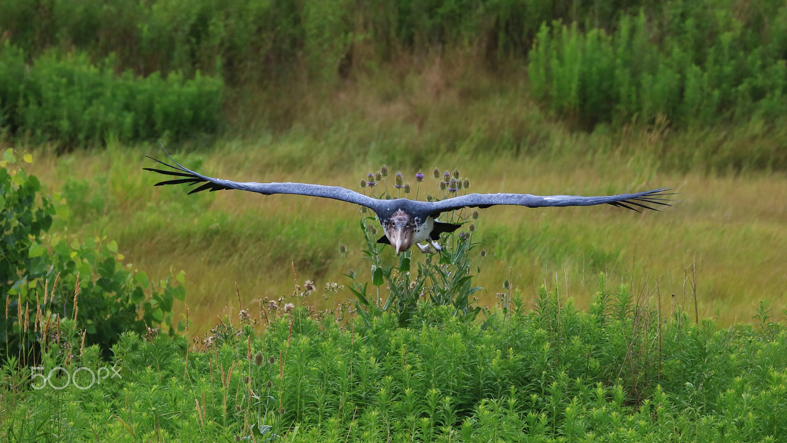 Canon EOS 760D (EOS Rebel T6s / EOS 8000D) sample photo. Marabou stork - 01 photography