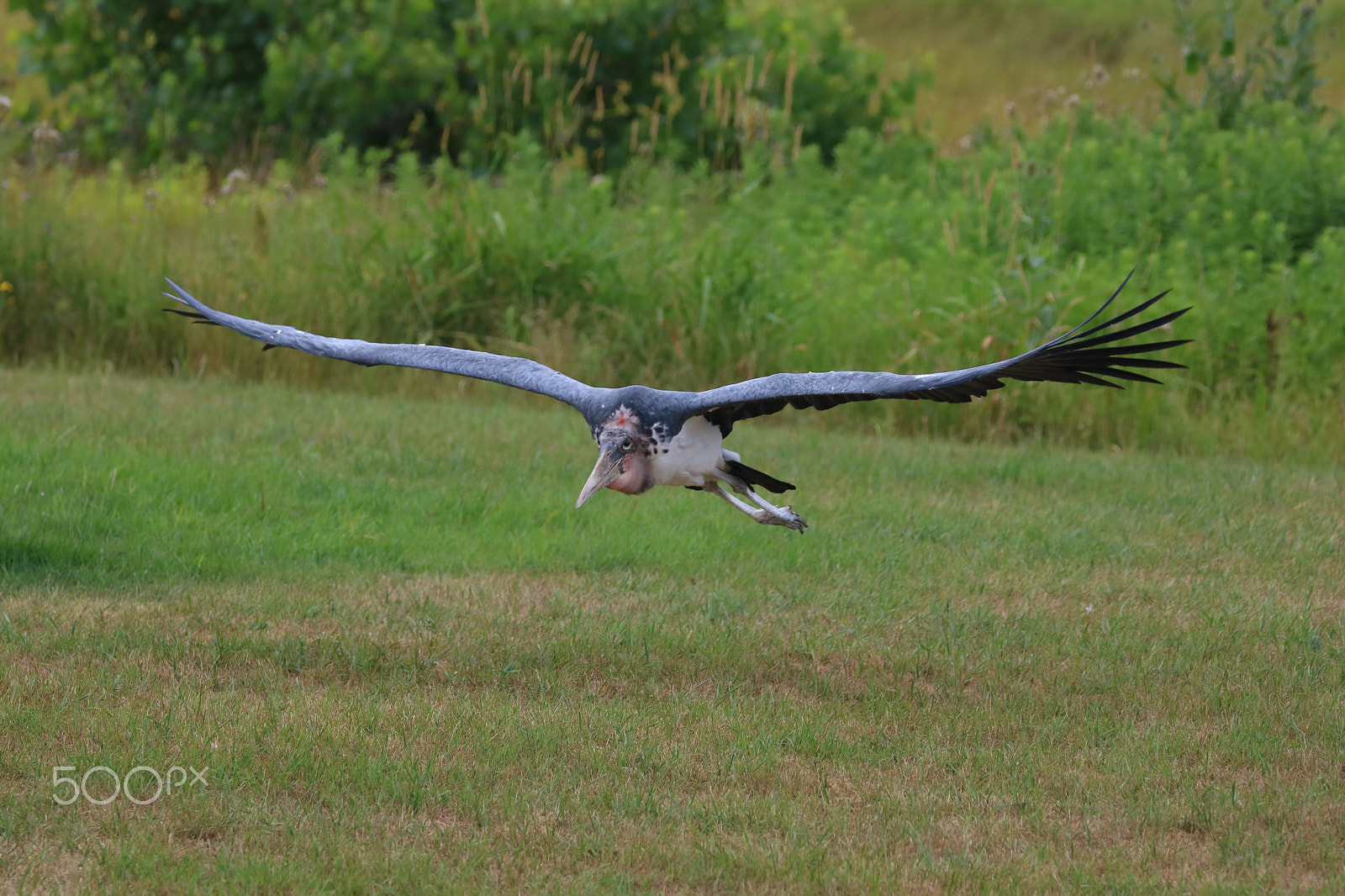 Canon EOS 760D (EOS Rebel T6s / EOS 8000D) sample photo. Marabou stork - 02 photography