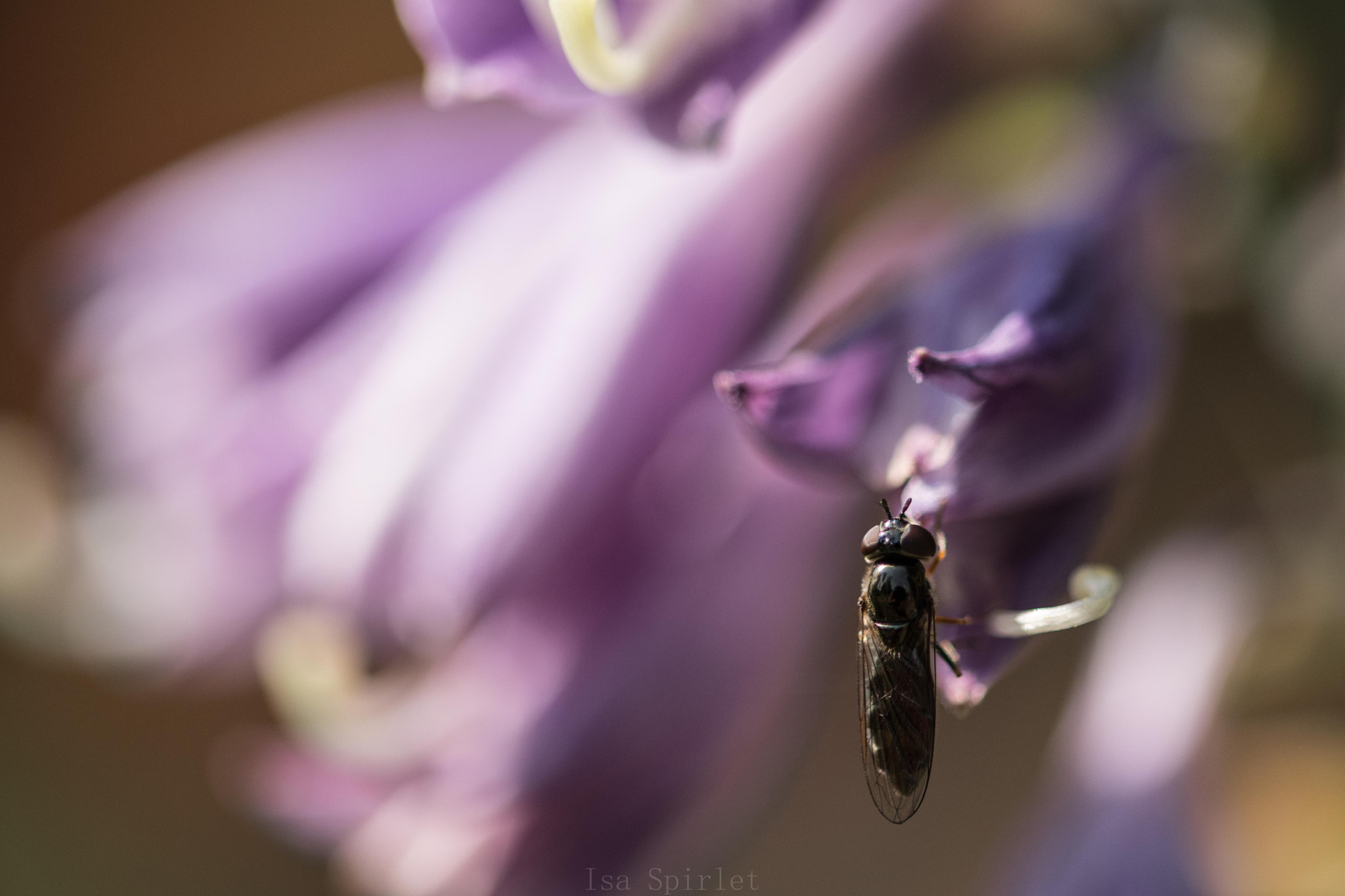 Sigma 105mm F2.8 EX DG OS HSM sample photo. Dsc_1124.jpg photography