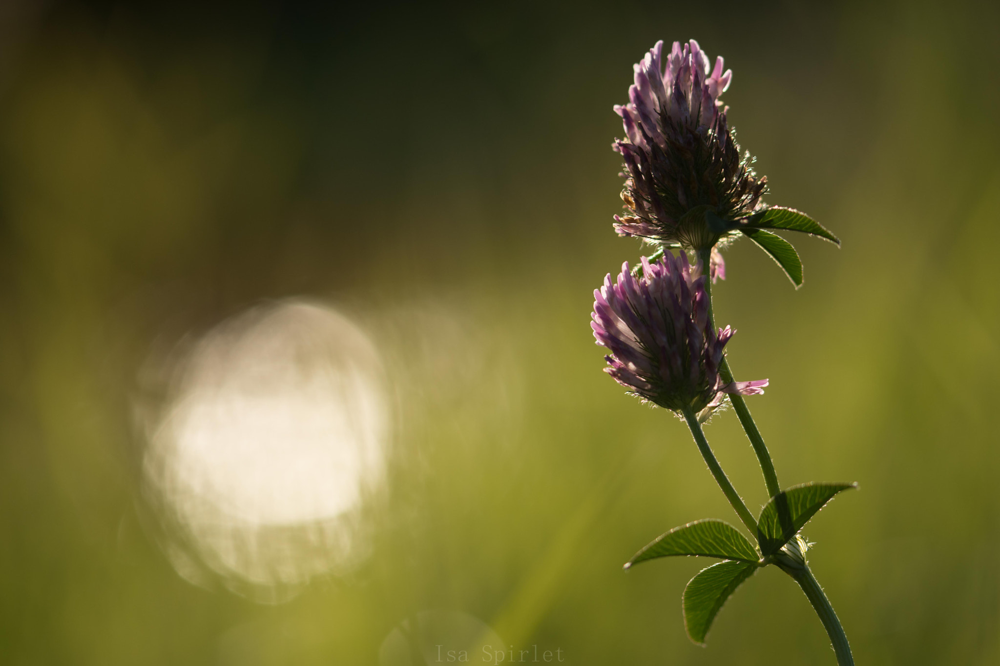 Sigma 105mm F2.8 EX DG OS HSM sample photo. Dsc_1392.jpg photography