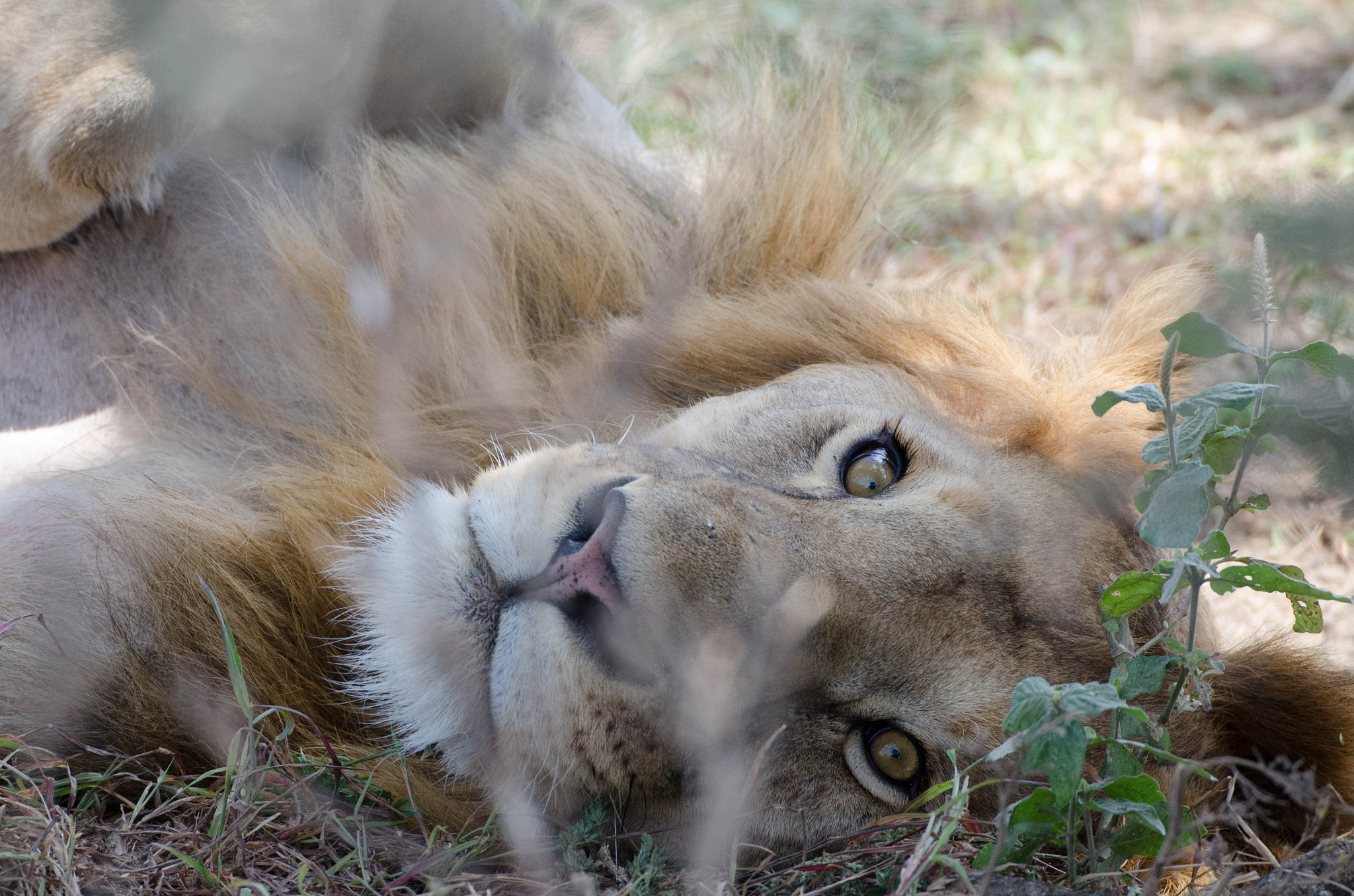 Sigma 50-500mm F4.5-6.3 DG OS HSM sample photo. Lion photography