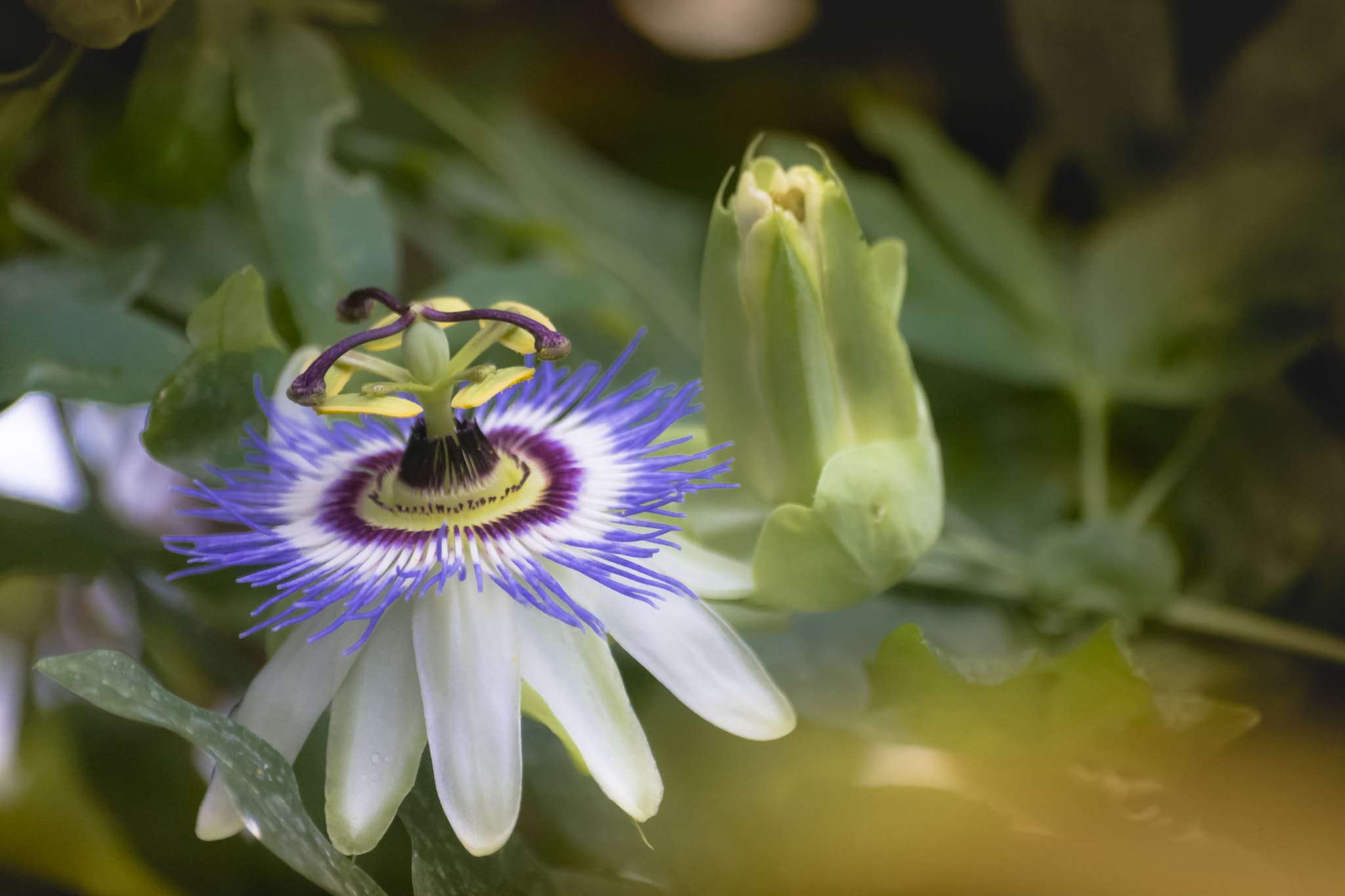 Sigma 70-300mm F4-5.6 APO DG Macro sample photo. Passiflora caerulea photography