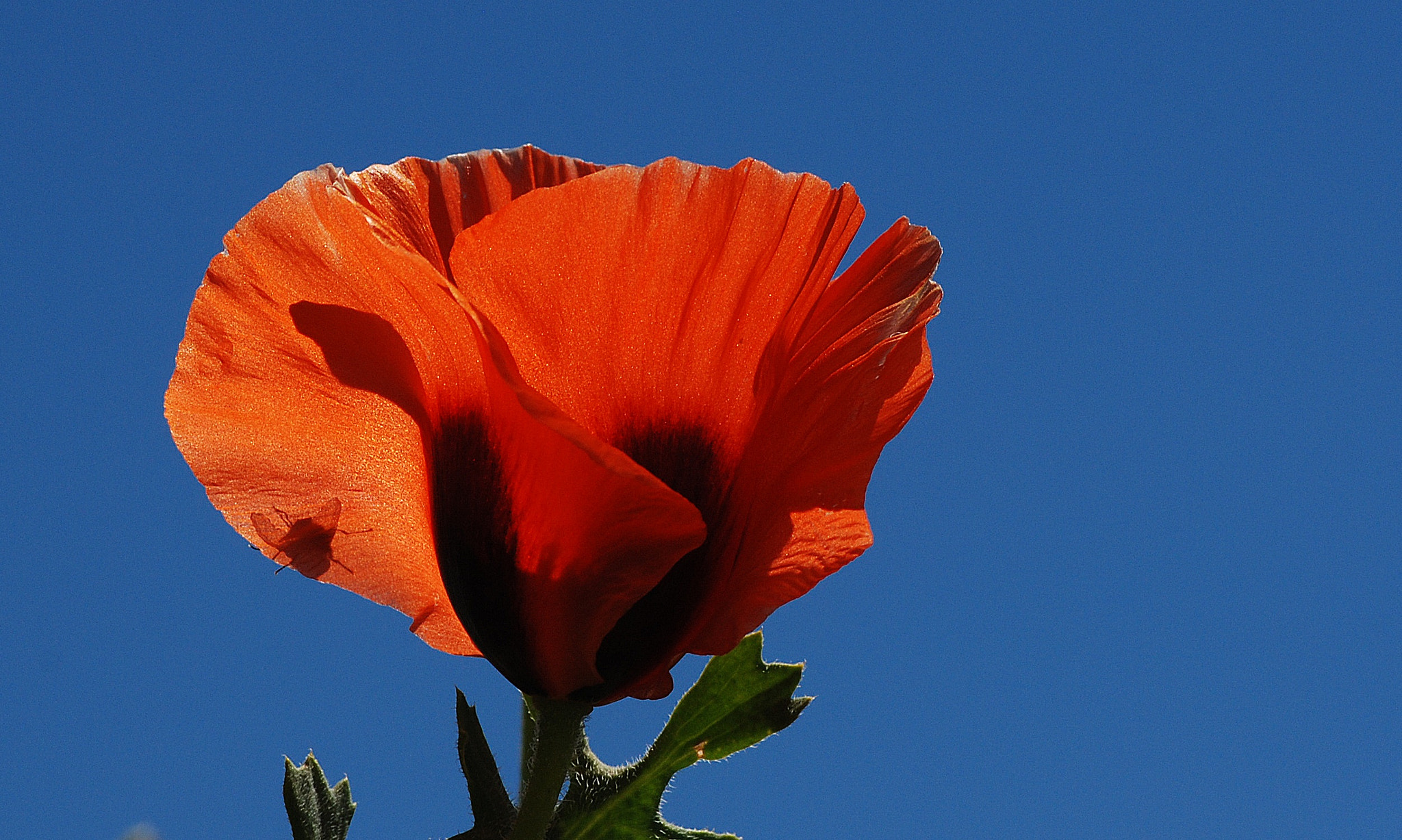 Nikon D80 sample photo. Nsn photography