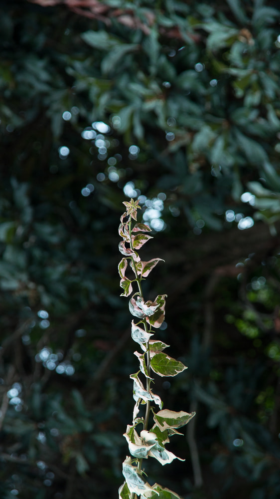 Sony DT 16-105mm F3.5-5.6 sample photo. Rama! photography