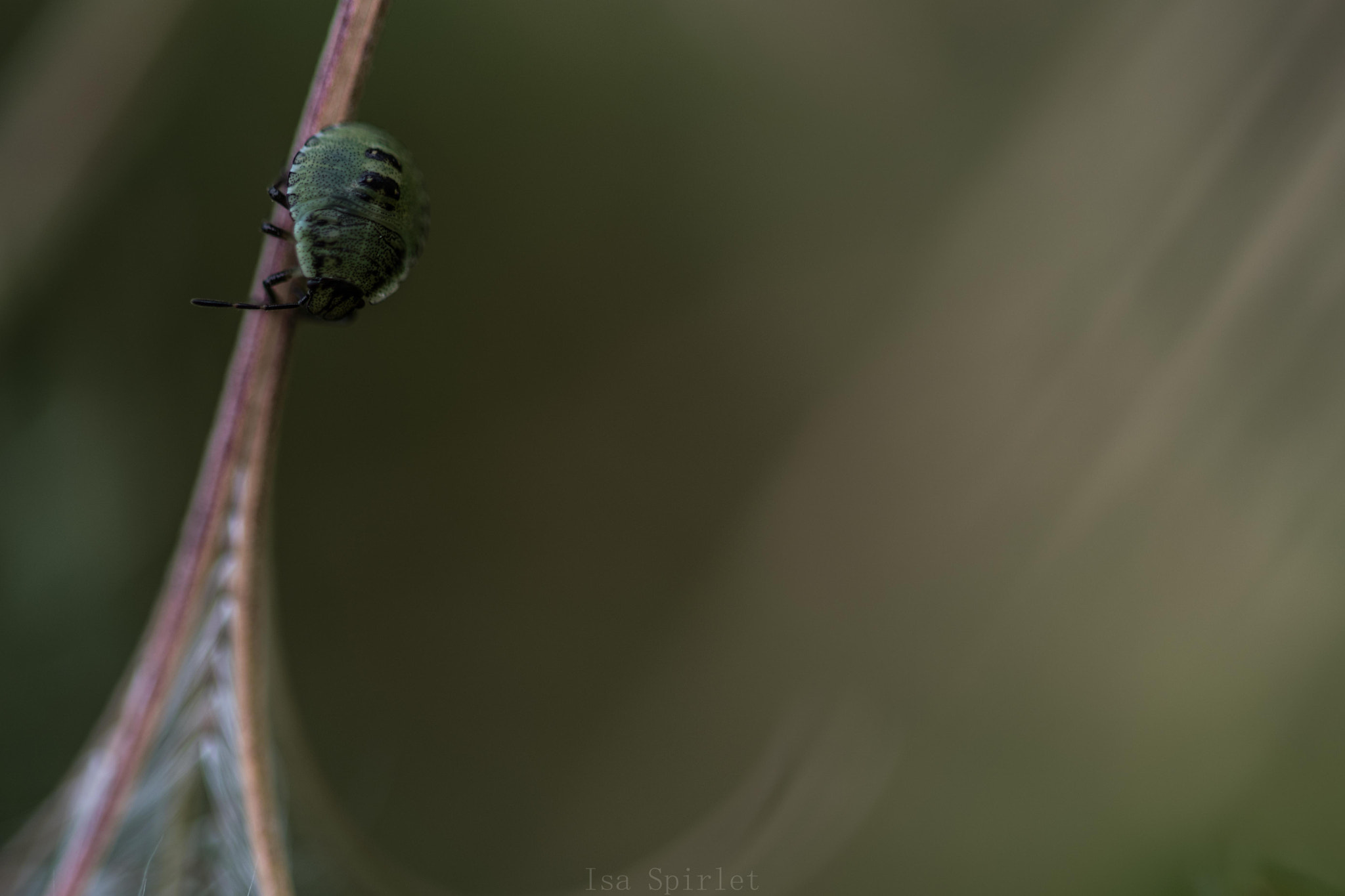 Sigma 105mm F2.8 EX DG OS HSM sample photo. Dsc_1438.jpg photography