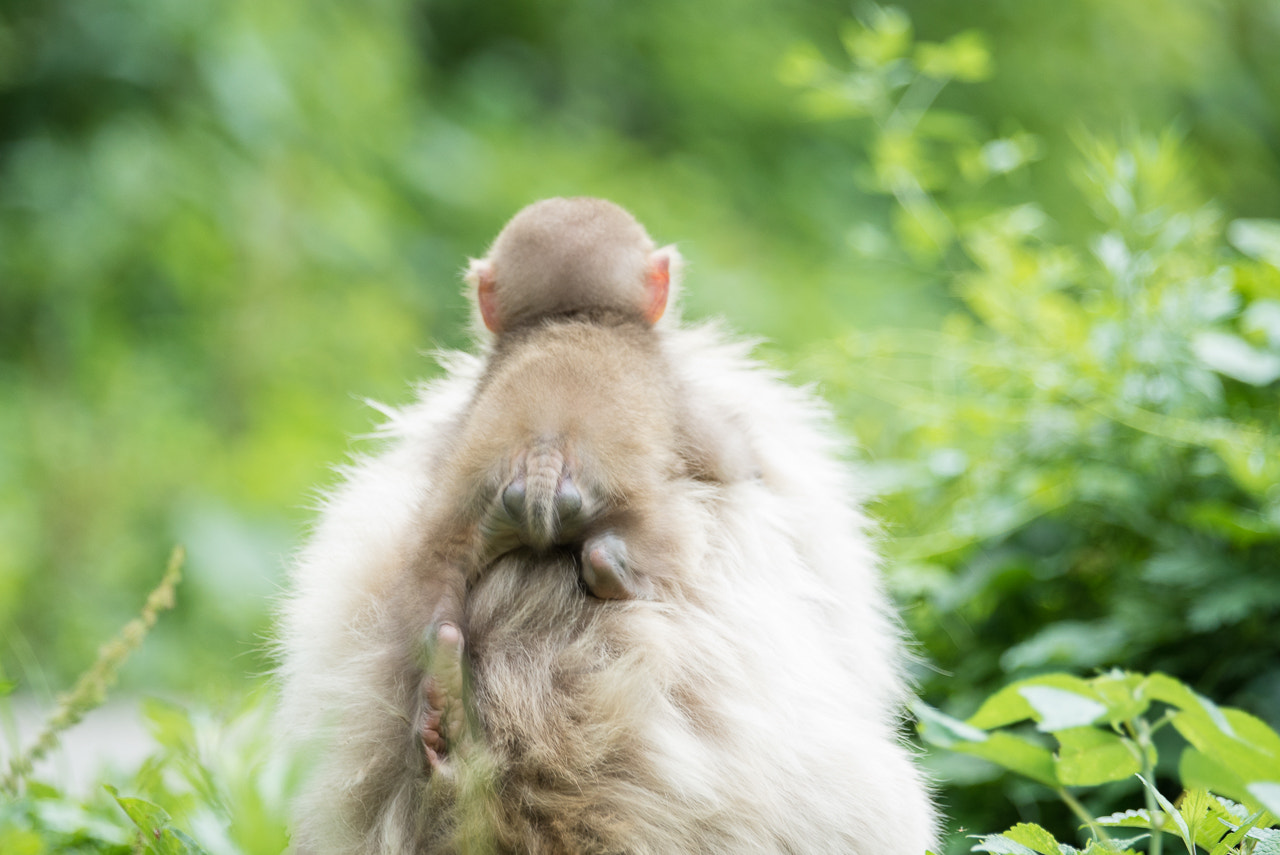 Sony a7S + Sony 70-400mm F4-5.6 G SSM II sample photo. Childhood photography