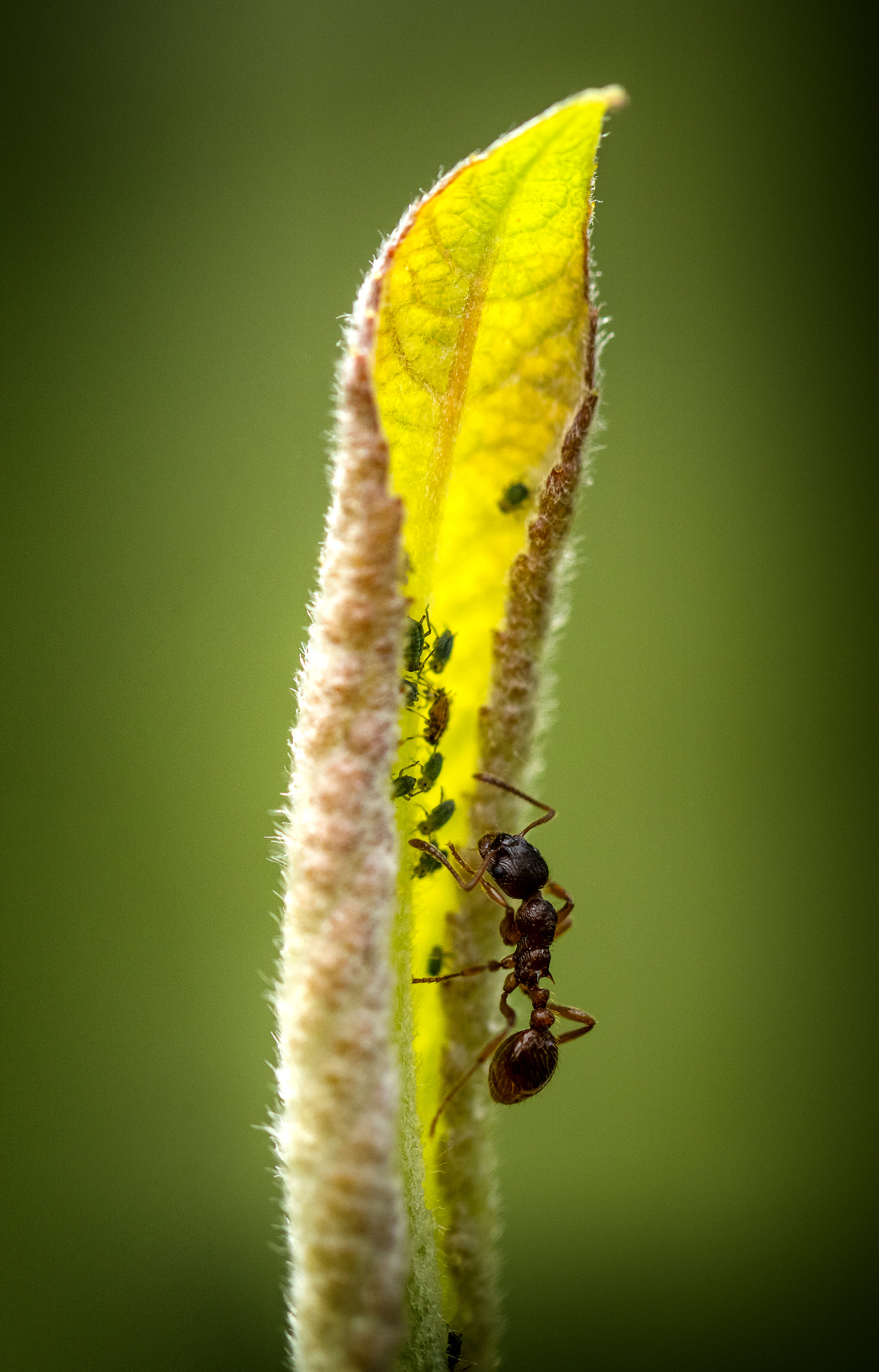 Canon EF 100mm F2.8L Macro IS USM sample photo. Ant photography