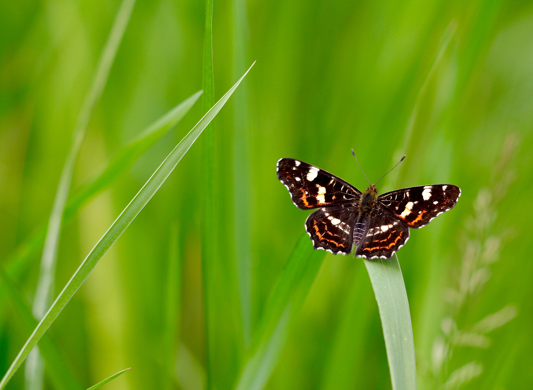 Sigma APO Macro 150mm f/2.8 EX DG HSM sample photo. Araschnia levana photography