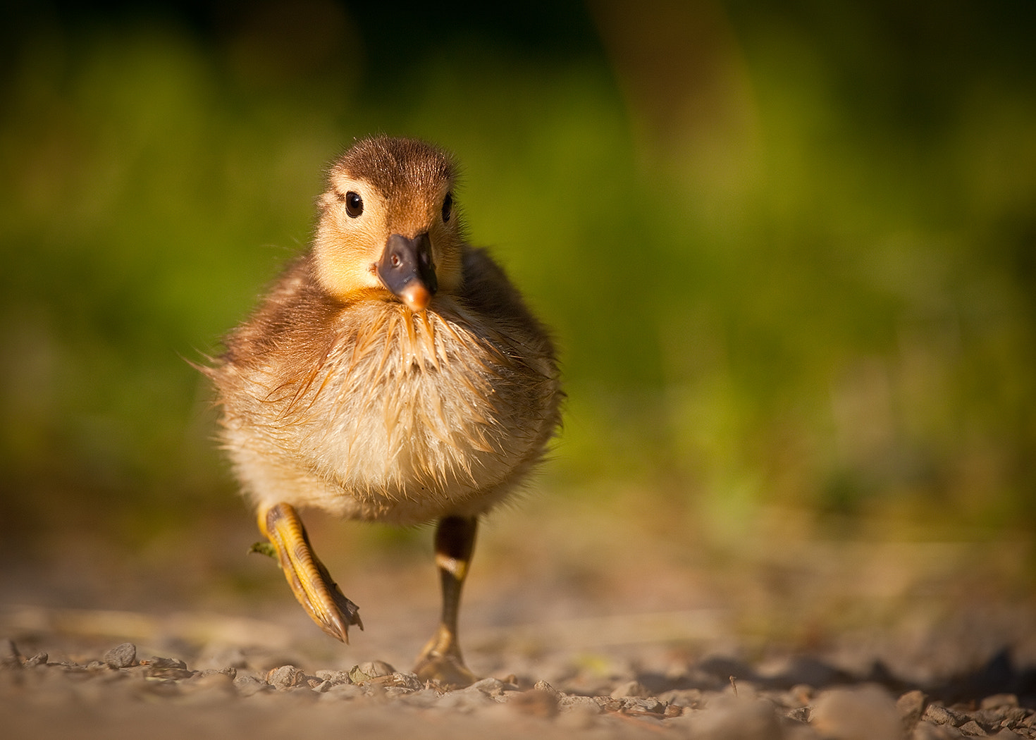 Canon EOS 5D Mark II + Canon EF 100-400mm F4.5-5.6L IS USM sample photo. Mandarin duck photography