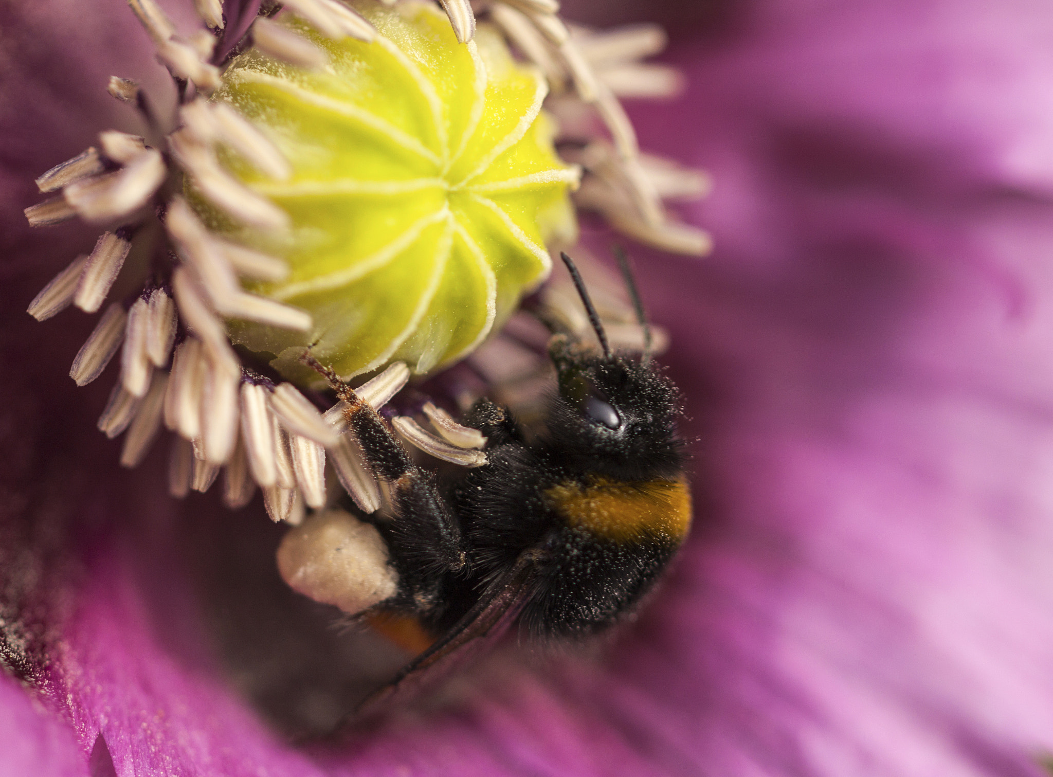 Canon EOS 500D (EOS Rebel T1i / EOS Kiss X3) + Canon EF 100mm F2.8L Macro IS USM sample photo. Bumblebee at work photography