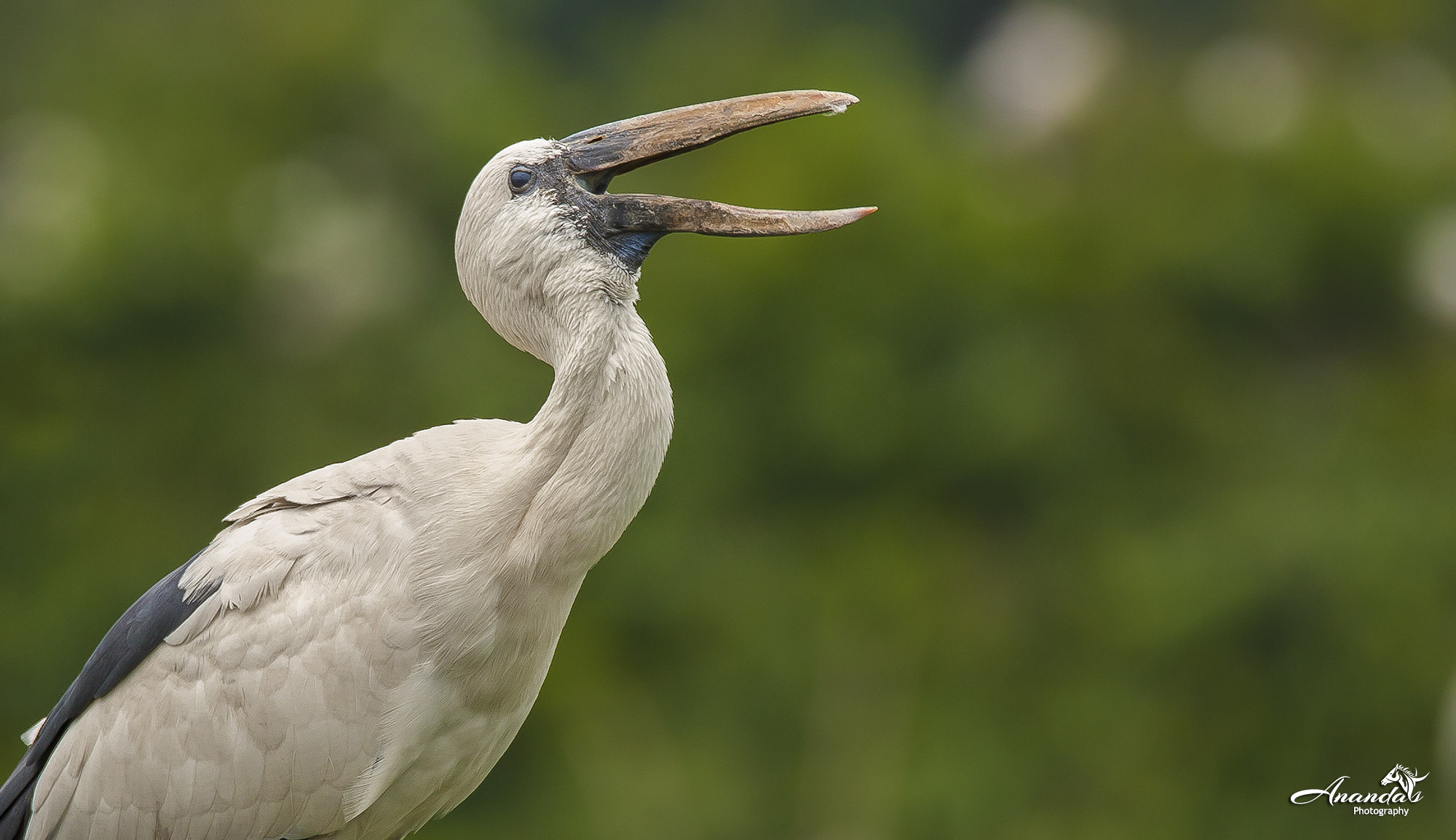 Tamron SP 150-600mm F5-6.3 Di VC USD sample photo. Call of the wild photography