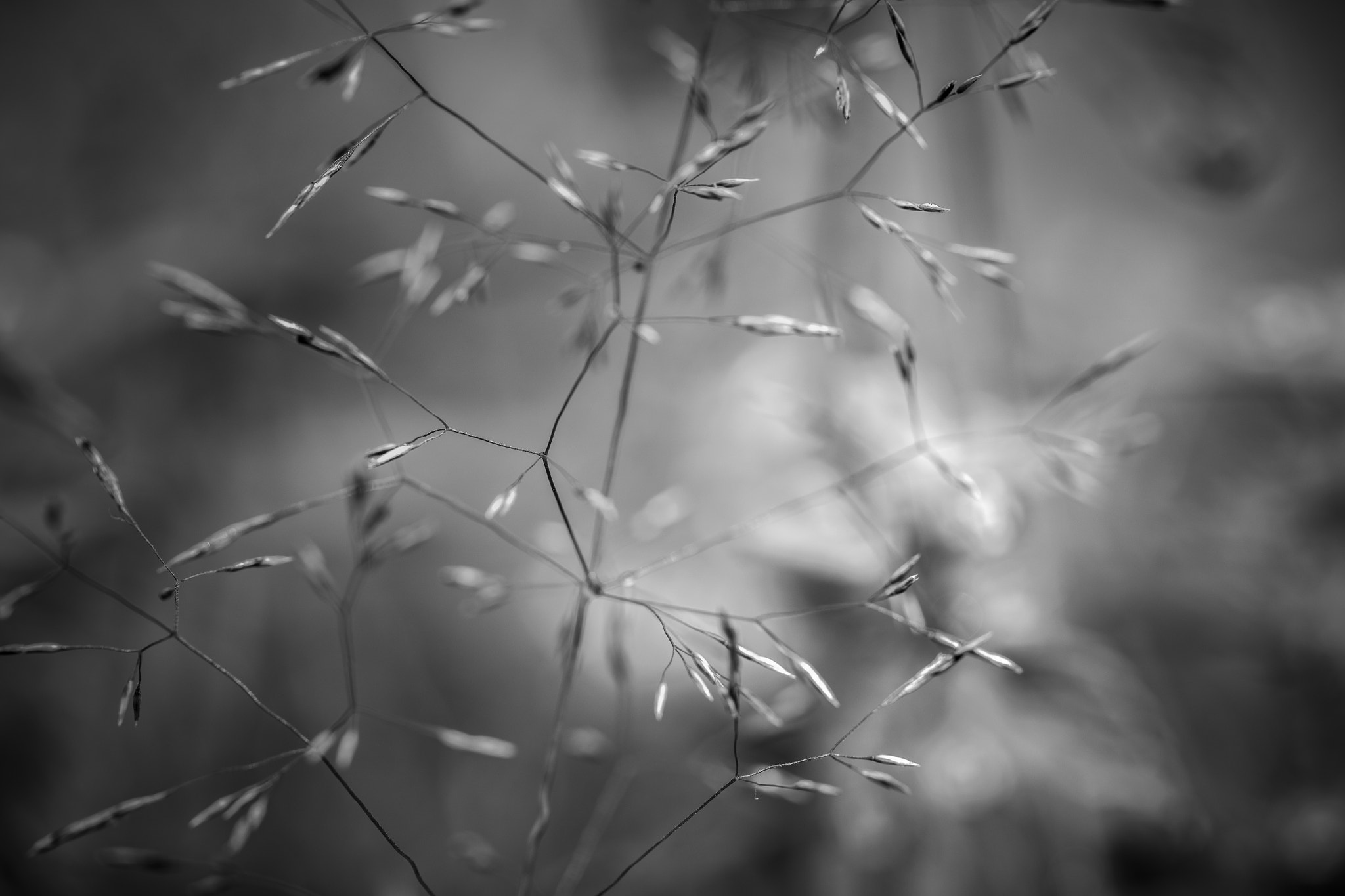 Canon EF 100mm F2.8L Macro IS USM sample photo. Dna strings photography