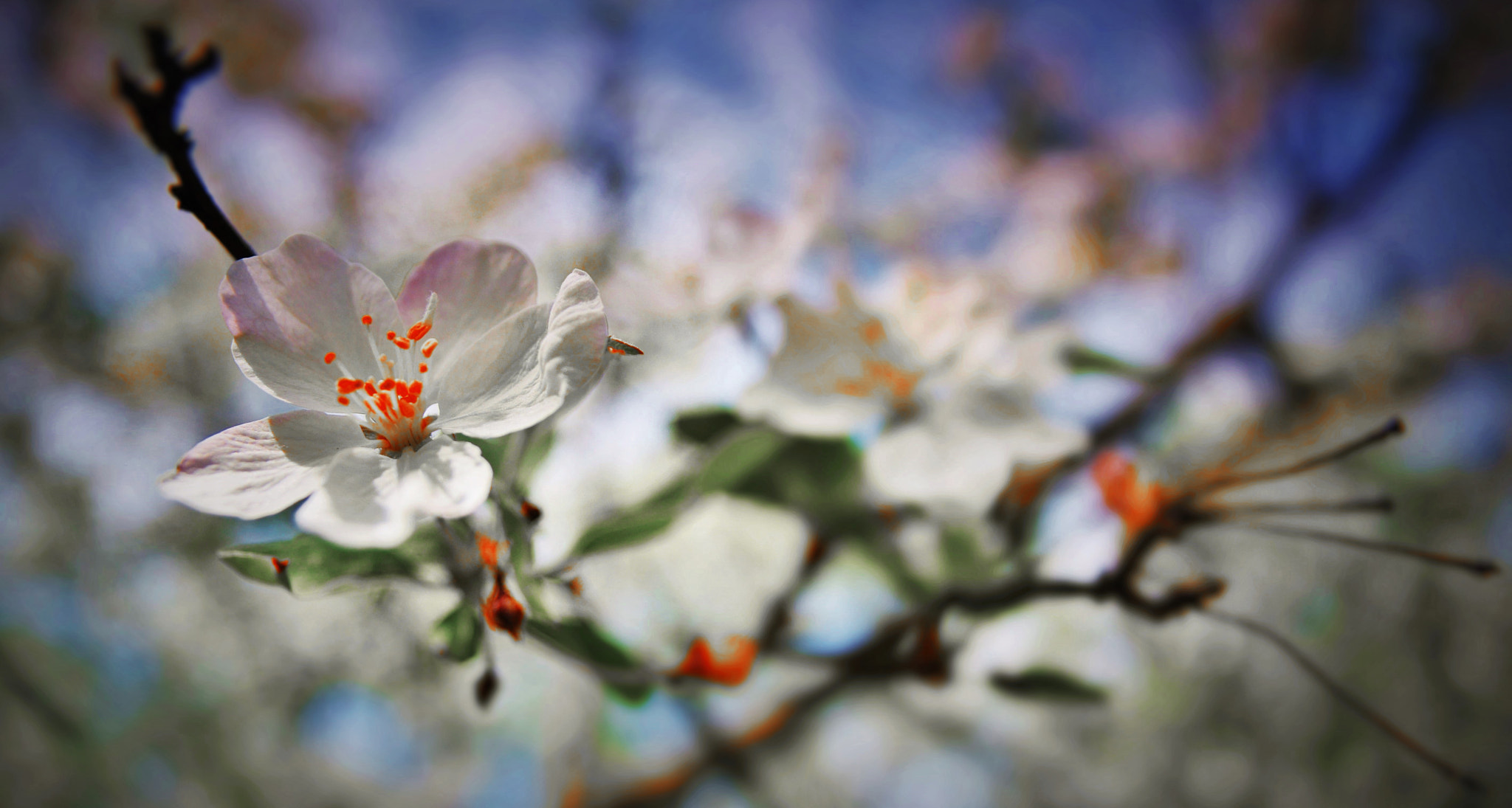 Sigma 17-70mm F2.8-4.5 DC Macro Asp. IF sample photo. () photography