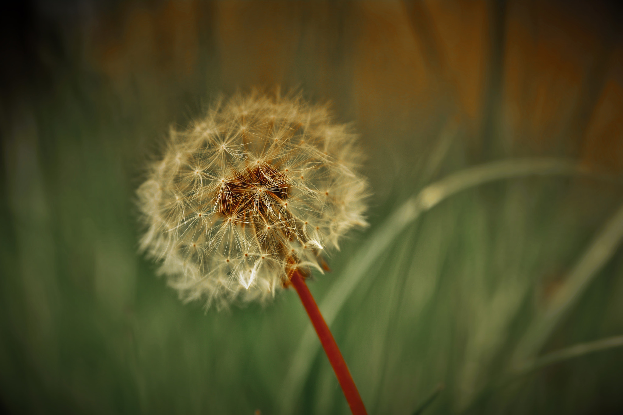Sigma 17-70mm F2.8-4.5 DC Macro Asp. IF sample photo. () photography