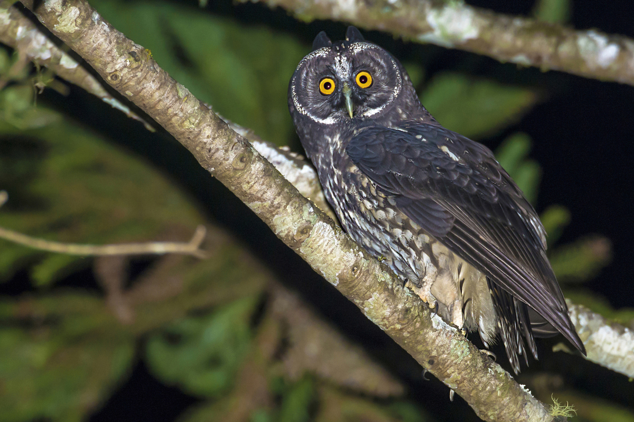Nikon D600 sample photo. Stygian owl photography