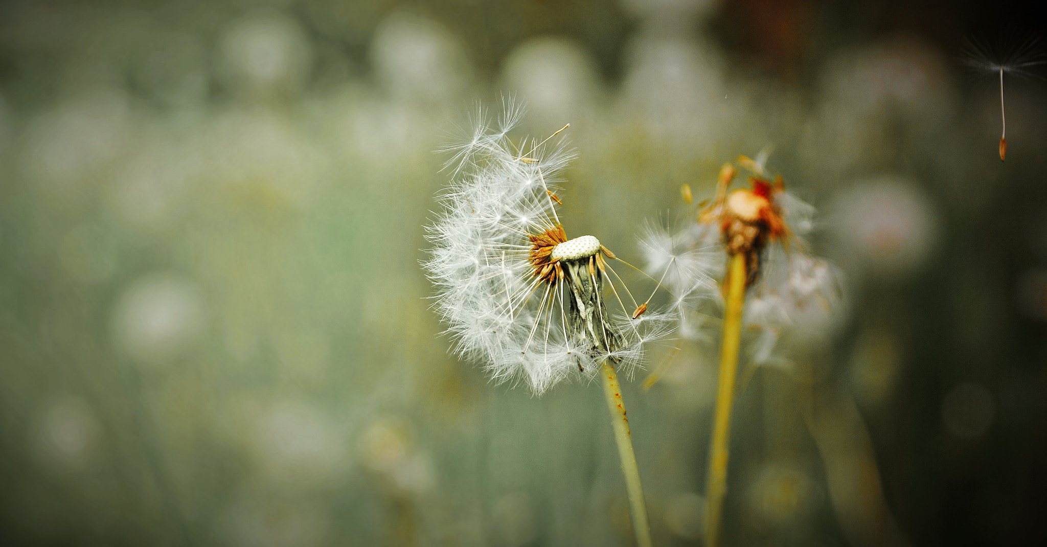 Sigma 17-70mm F2.8-4.5 DC Macro Asp. IF sample photo. () photography