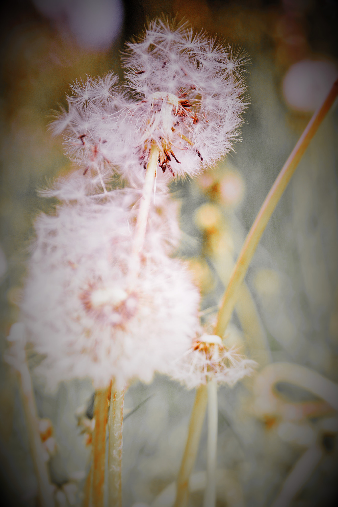 Sigma 17-70mm F2.8-4.5 DC Macro Asp. IF sample photo. () photography