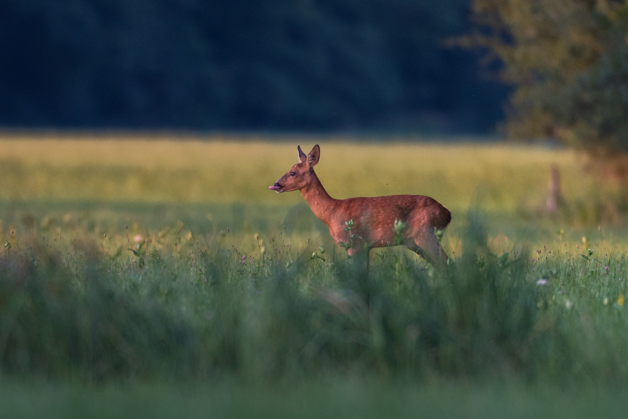 Nikon AF-S Nikkor 500mm F4D ED-IF II sample photo. Cheekily deer photography