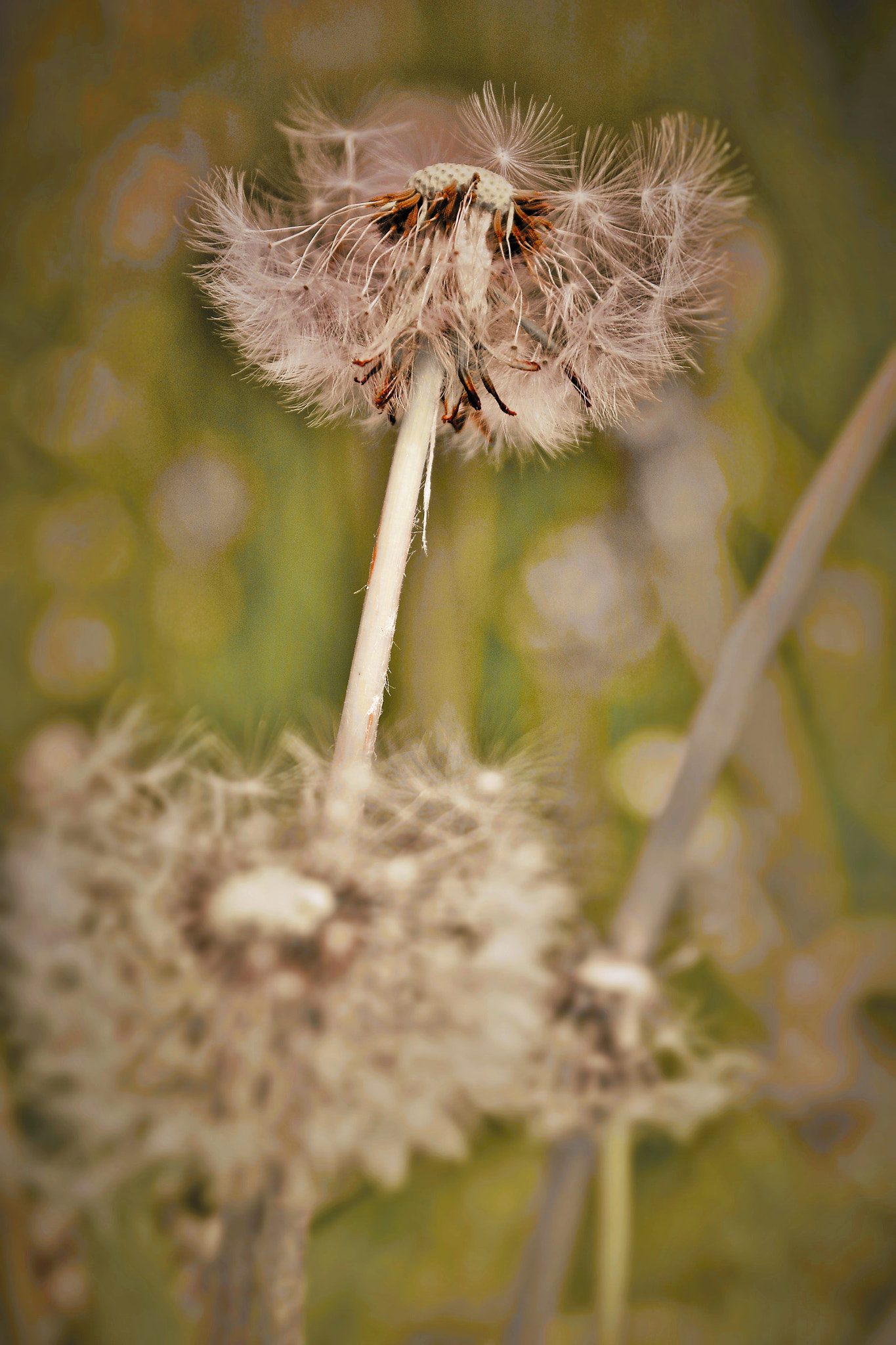 Sigma 17-70mm F2.8-4.5 DC Macro Asp. IF sample photo. () photography