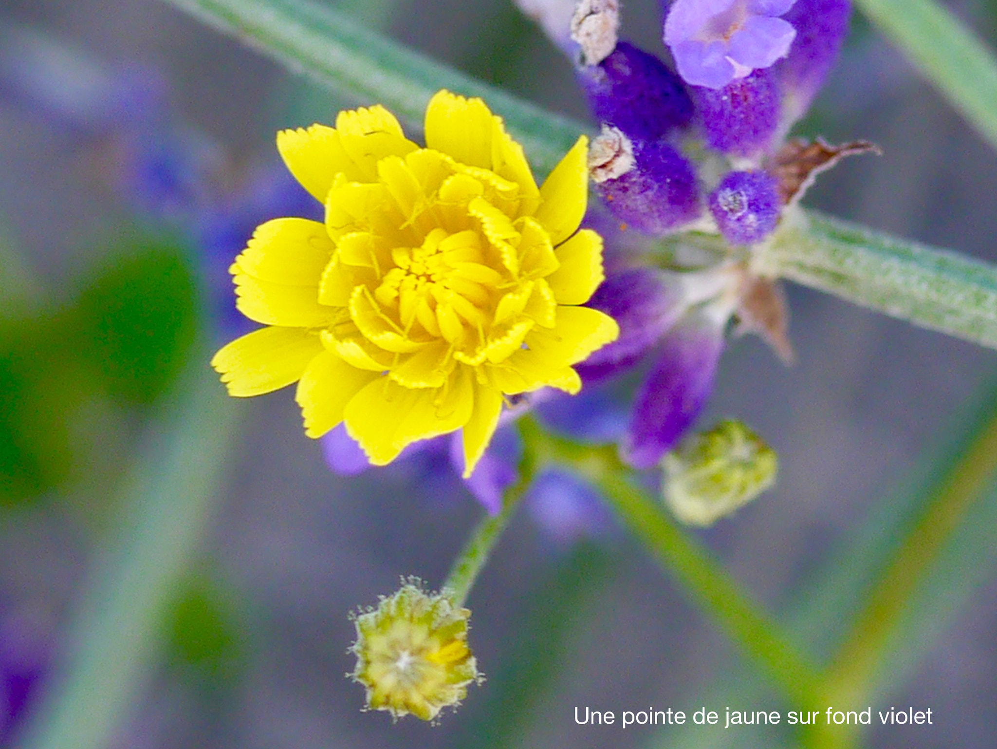 Panasonic Lumix G Macro 30mm F2.8 ASPH Mega OIS sample photo. Un zeste de jaune... photography