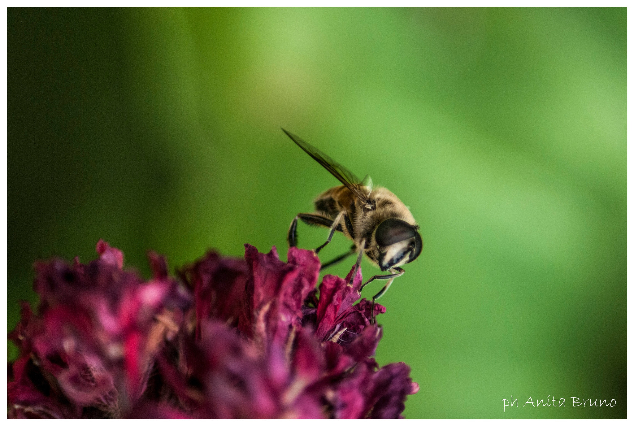 Nikon D300S sample photo