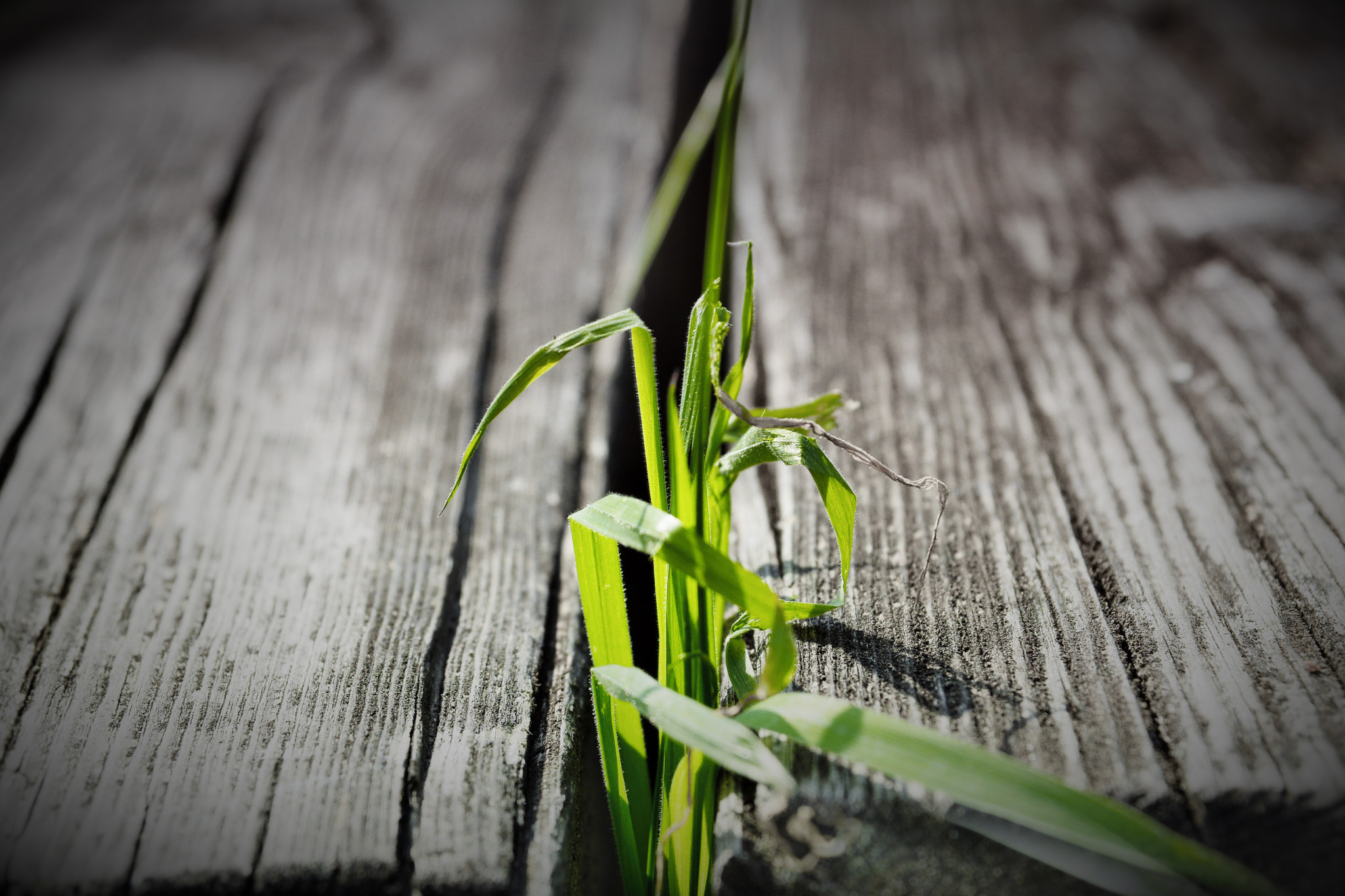 Sigma 17-70mm F2.8-4.5 DC Macro Asp. IF sample photo. () photography