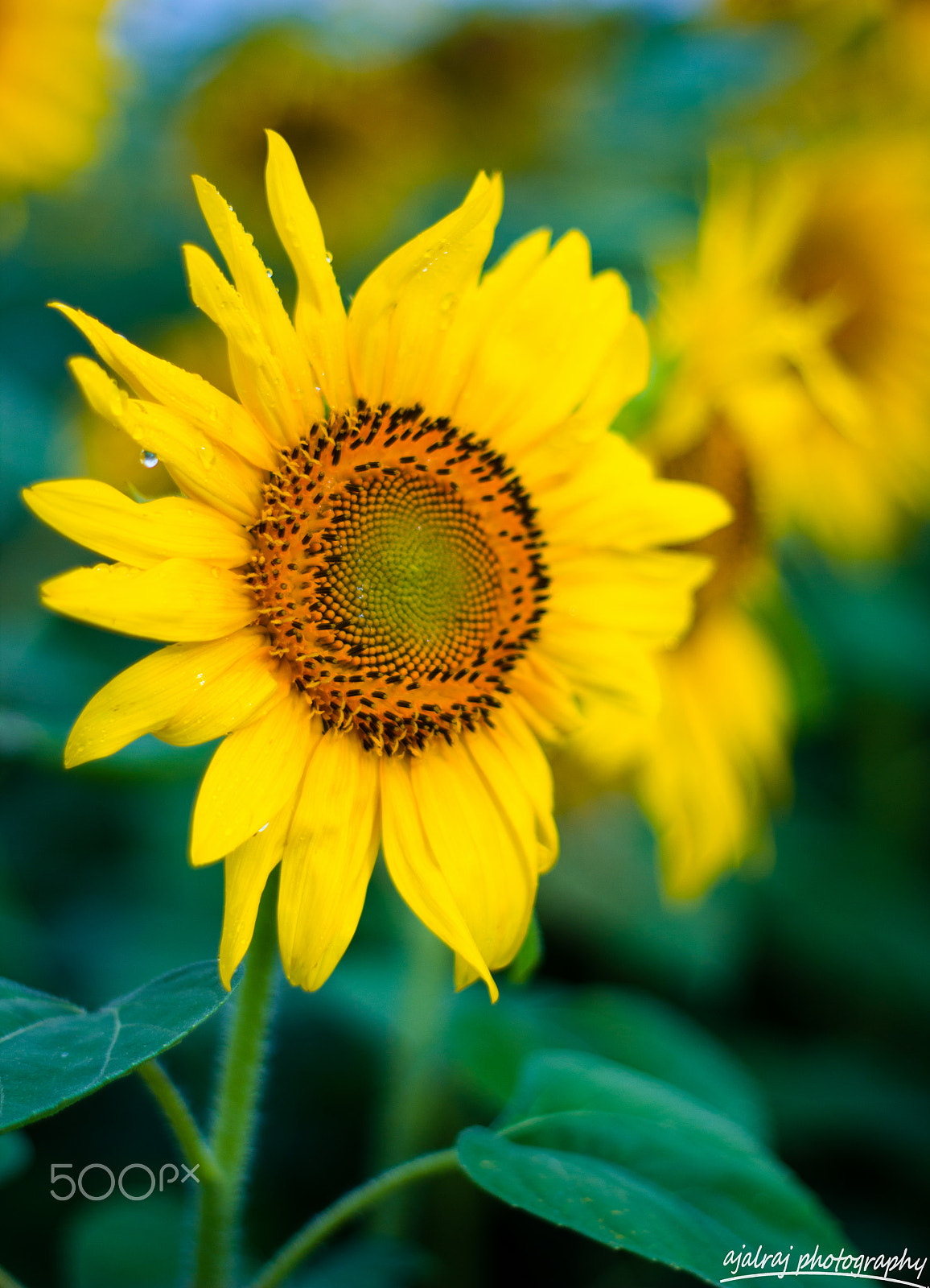 Canon EOS 550D (EOS Rebel T2i / EOS Kiss X4) + Canon EF 50mm F1.8 II sample photo. Sunflower beauty photography