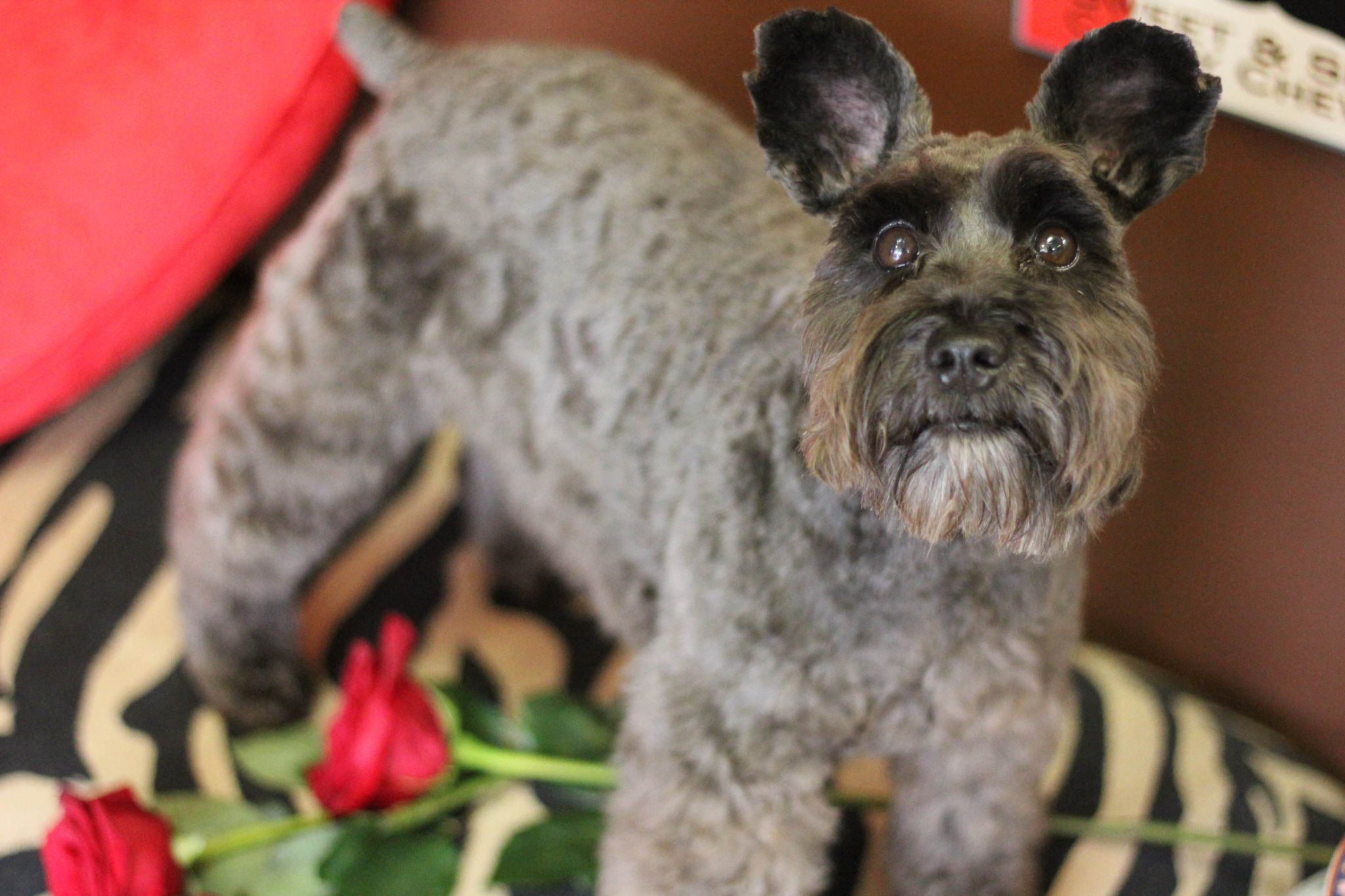 Canon EOS 60D + Canon EF 50mm F1.8 II sample photo. Valentine's day schnauzer photography