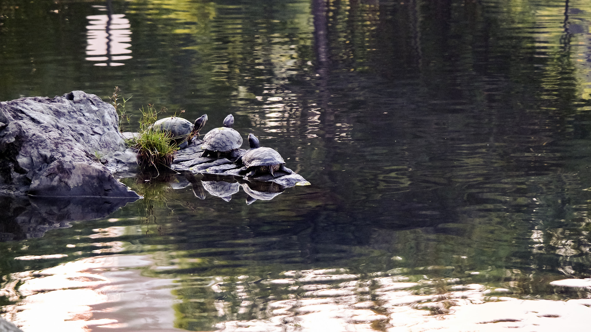 Samsung NX3000 + NX 50-200mm F4-5.6 sample photo. Three lil musketeers. photography