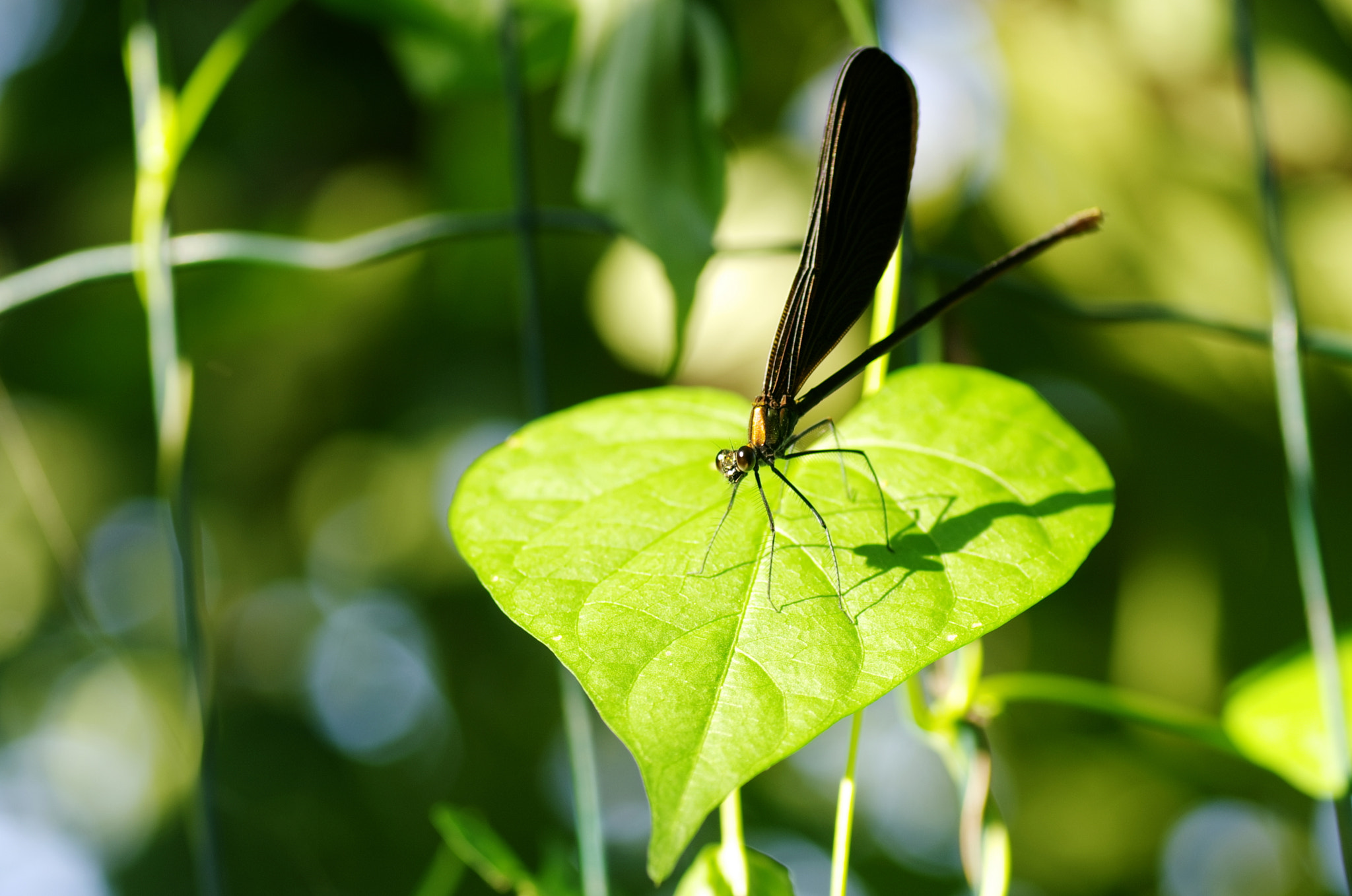 Pentax K-5 + Tamron SP AF 90mm F2.8 Di Macro sample photo. A dragonfly photography