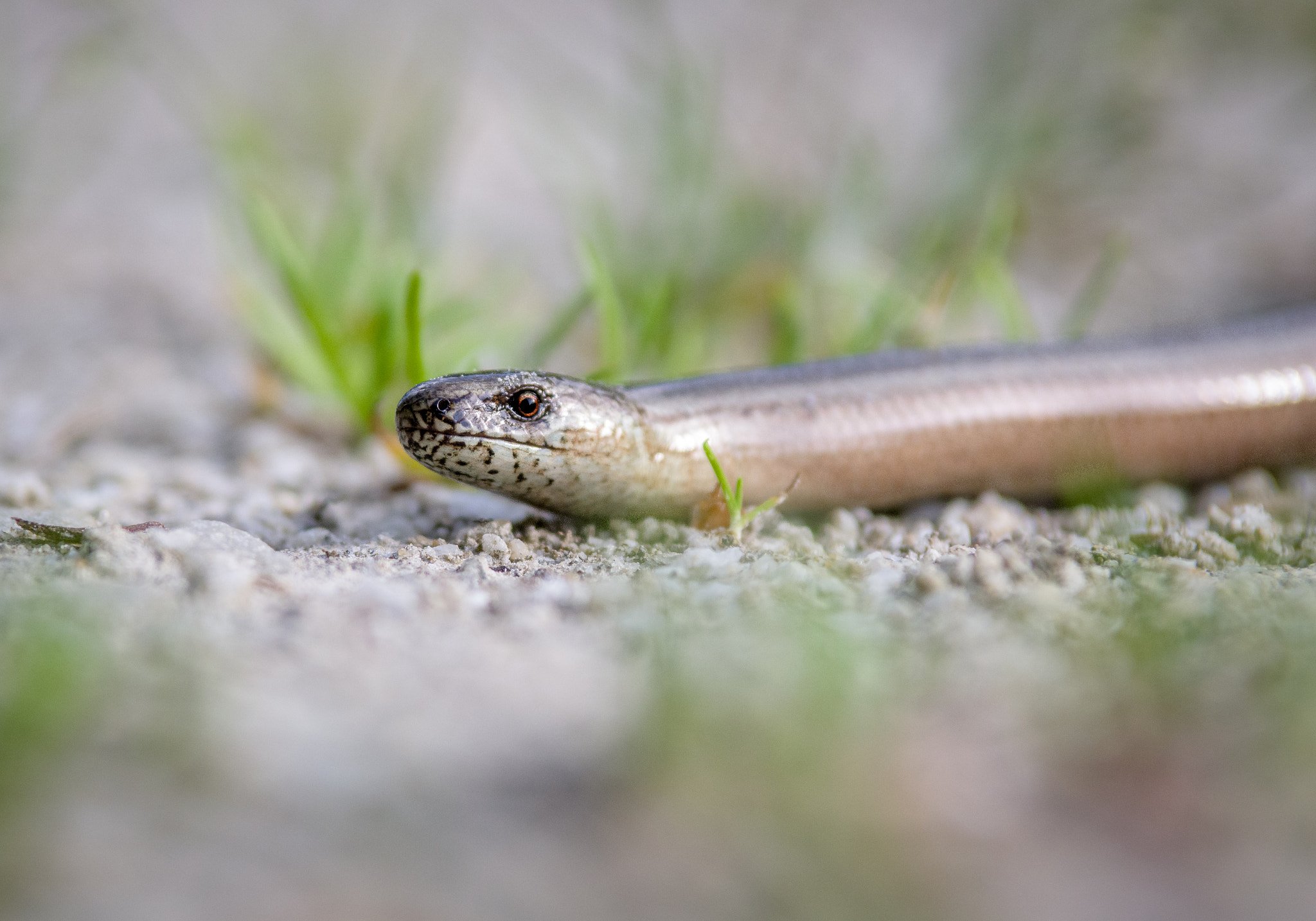 Pentax K-3 II sample photo. Blindworm photography