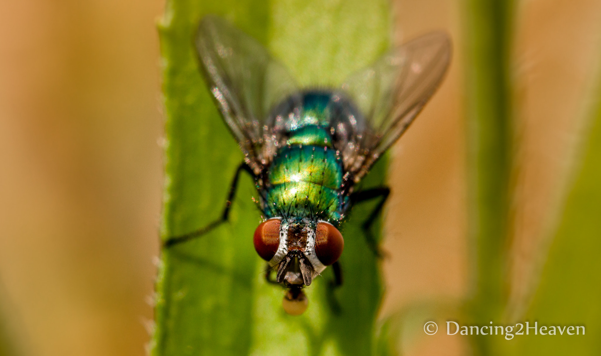 Canon EOS 700D (EOS Rebel T5i / EOS Kiss X7i) + Canon EF 100mm F2.8L Macro IS USM sample photo. Makro garten photography