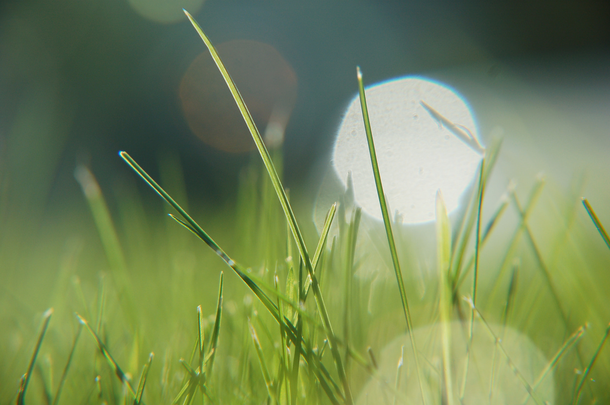 Nikon D50 sample photo. 4439 photography