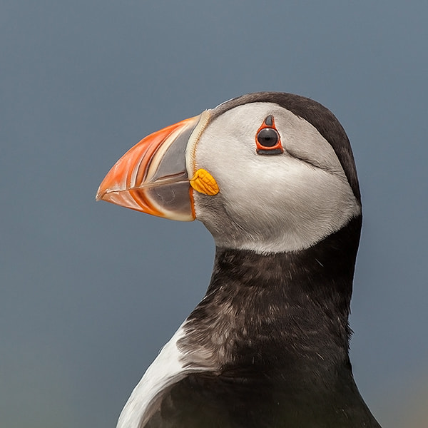 Canon EF 100-400mm F4.5-5.6L IS USM sample photo. Puffin portrait photography
