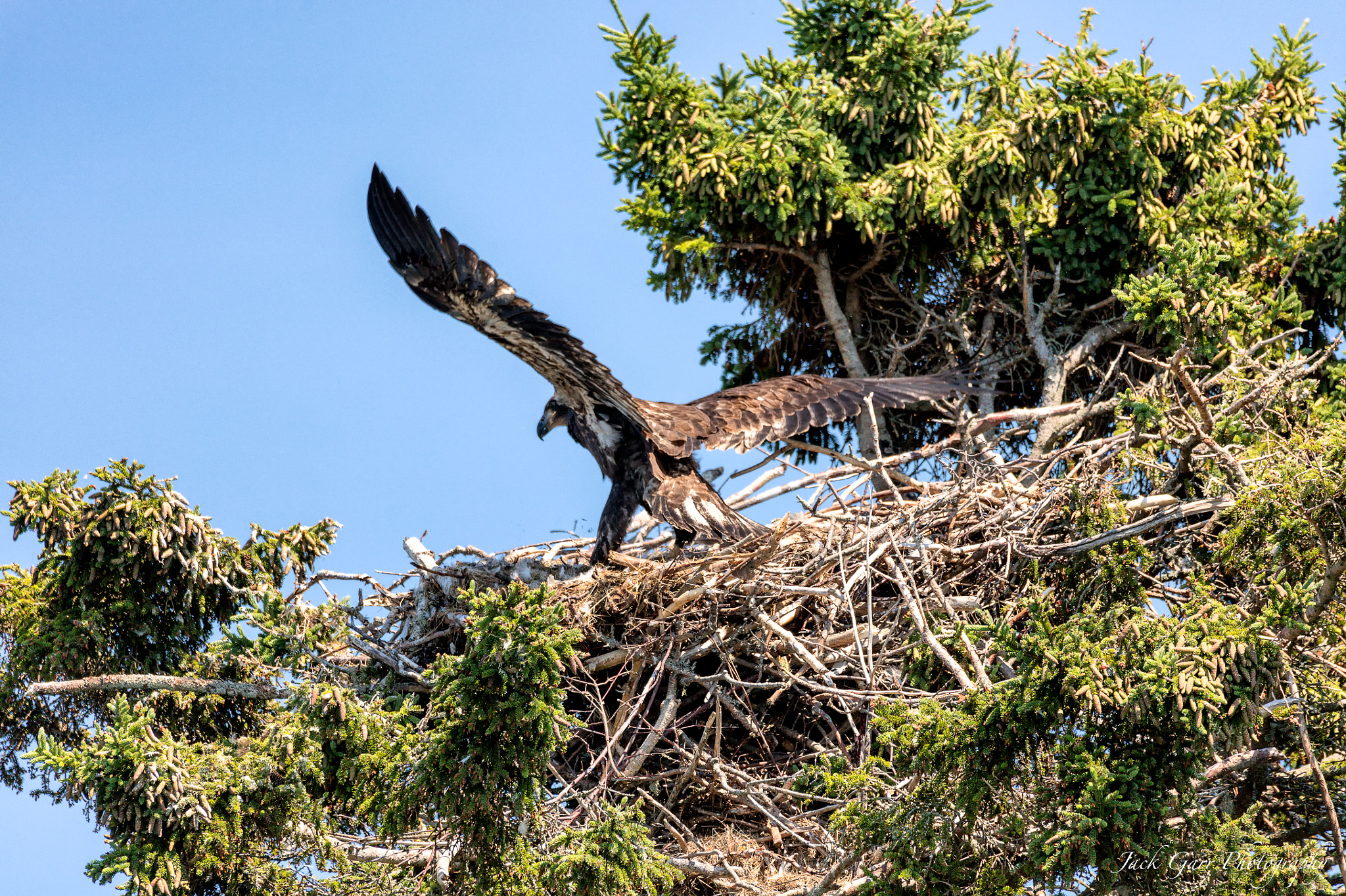 150-600mm F5-6.3 DG OS HSM | Sports 014 sample photo. Bald eagle eaglet in nest photography