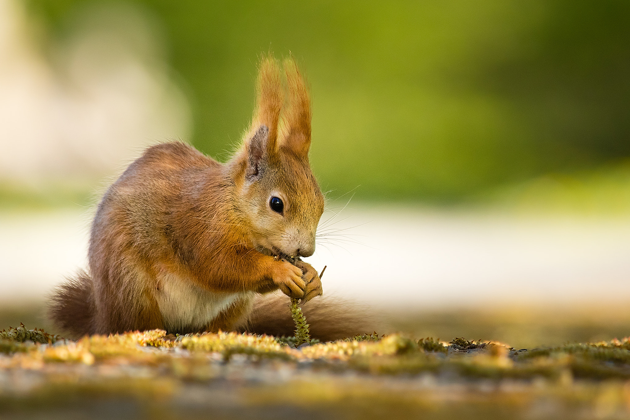 Canon EF 100-400mm F4.5-5.6L IS USM sample photo. Squirrel photography