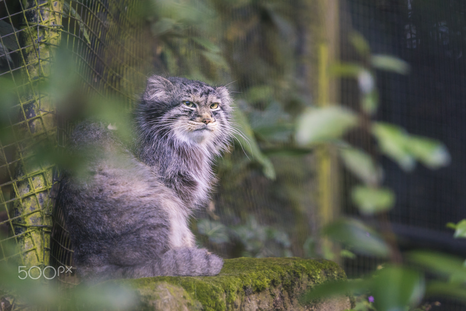 Sony ILCA-77M2 + Tamron SP 70-200mm F2.8 Di VC USD sample photo. Manul photography