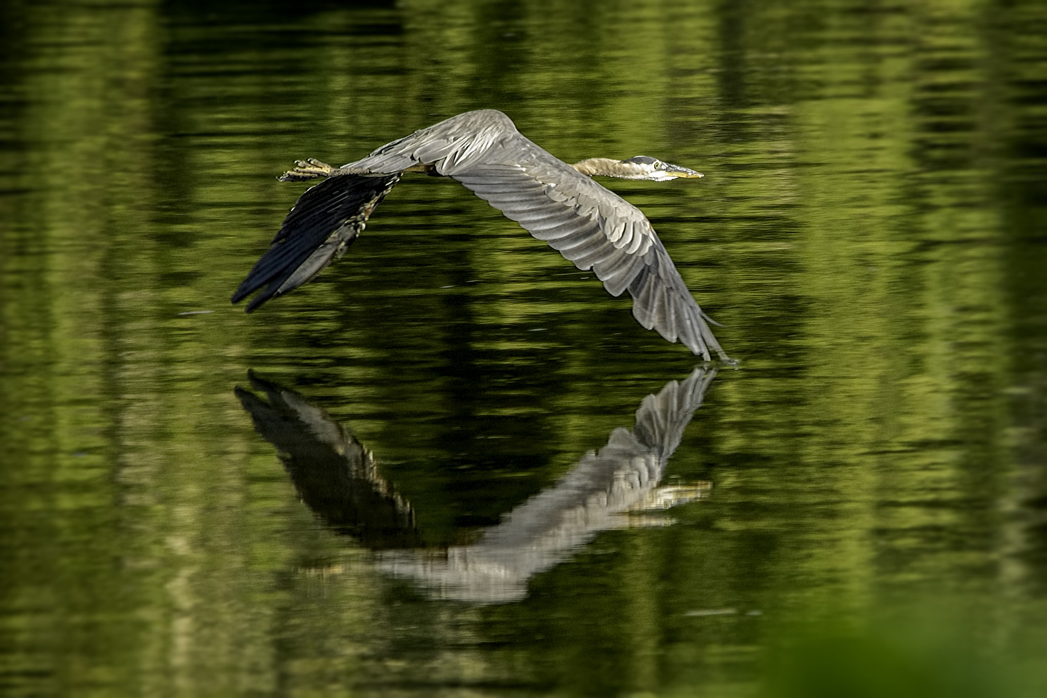 Sigma 150-500mm F5-6.3 DG OS HSM sample photo. Feathering photography