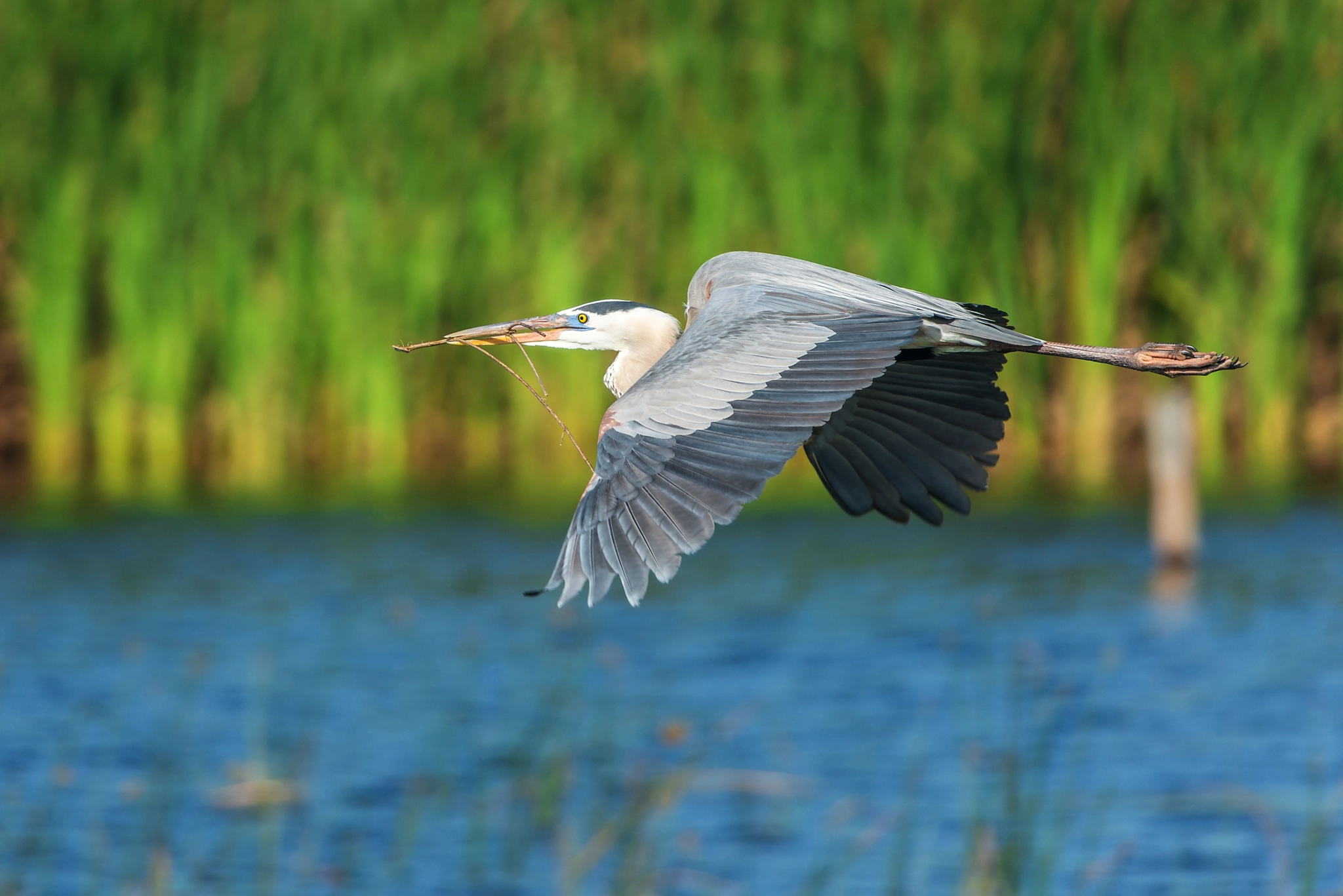 Nikon Nikkor AF-S 300mm F4E PF ED VR sample photo. Great blue heron (ardea herodias) photography