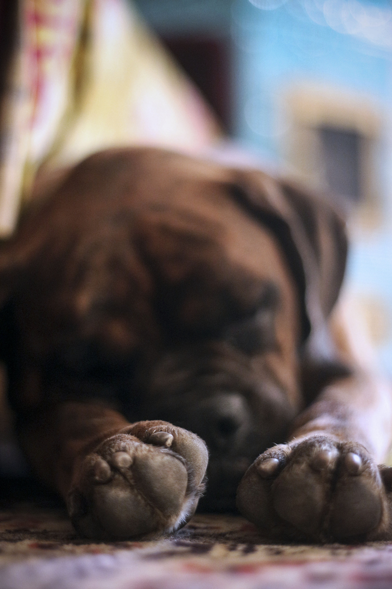 Canon EF 35-80mm f/4-5.6 sample photo. Dreaming of being superdog! photography