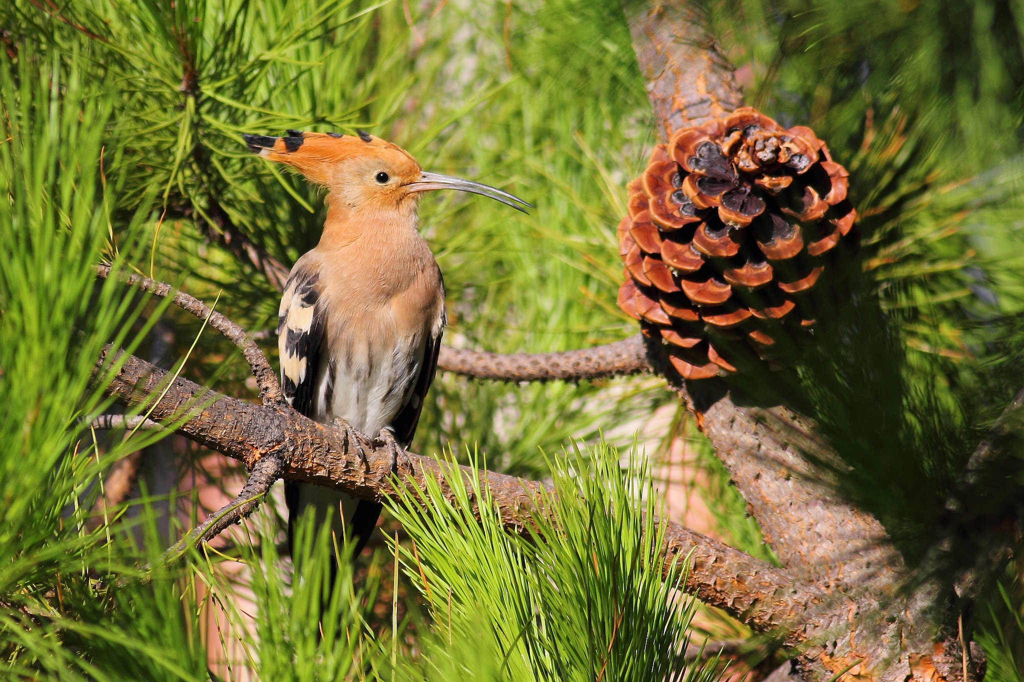 Canon EOS 60D + Canon EF 400mm F5.6L USM sample photo. Hoopoe in tree photography