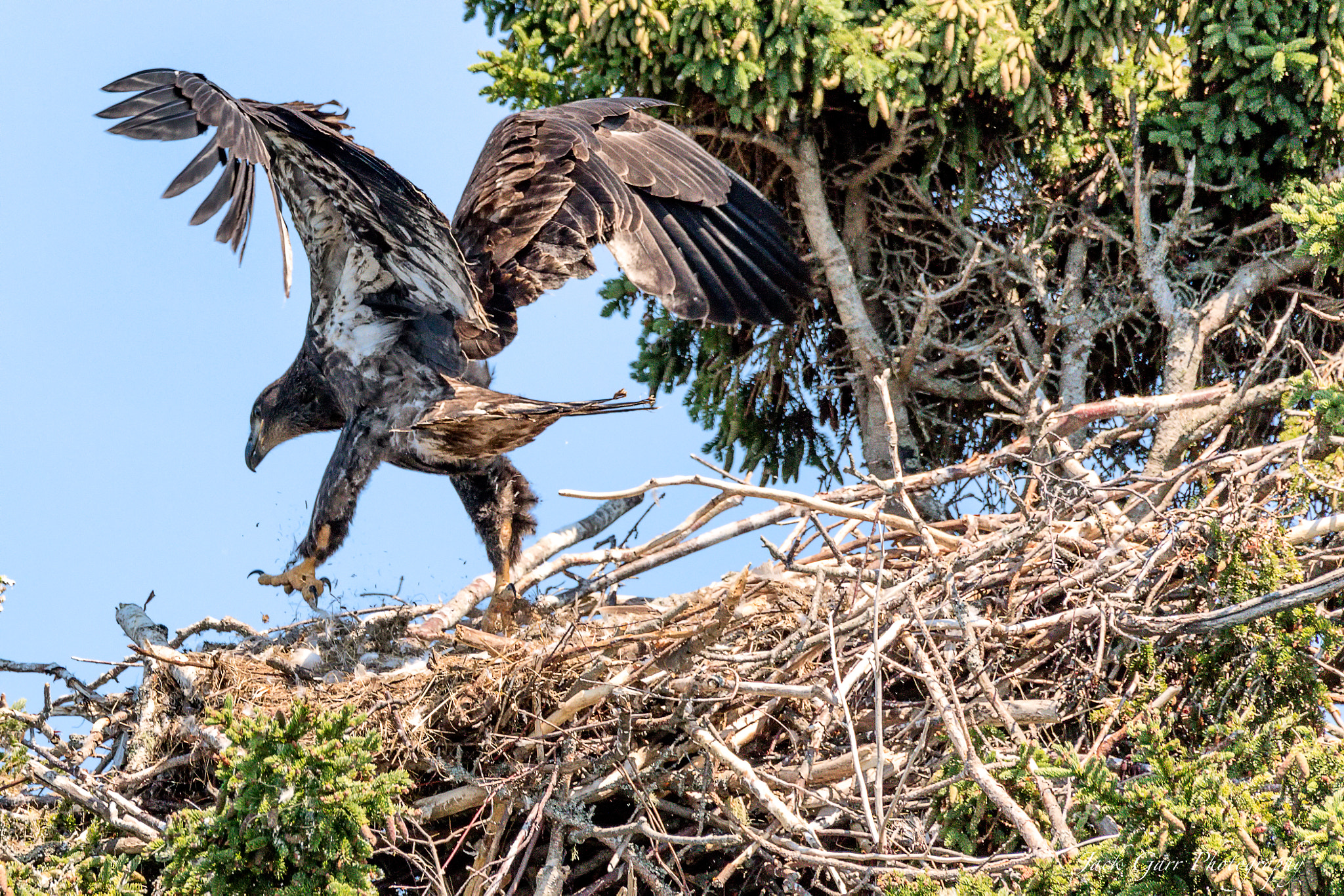 150-600mm F5-6.3 DG OS HSM | Sports 014 sample photo. Bald eagle eaglet getting close to liftoff photography